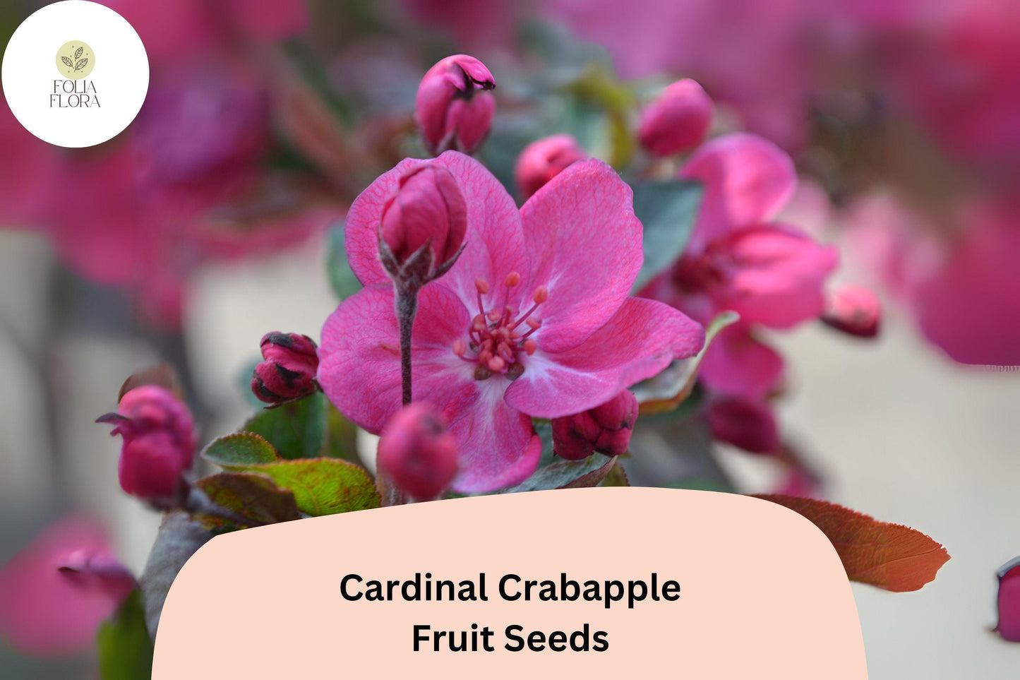 Cardinal Crabapple Seeds – Malus ‘Cardinal’ with Purple Foliage, Pink Blossoms, Red Fruit, Ornamental Tree, 25+ Seeds