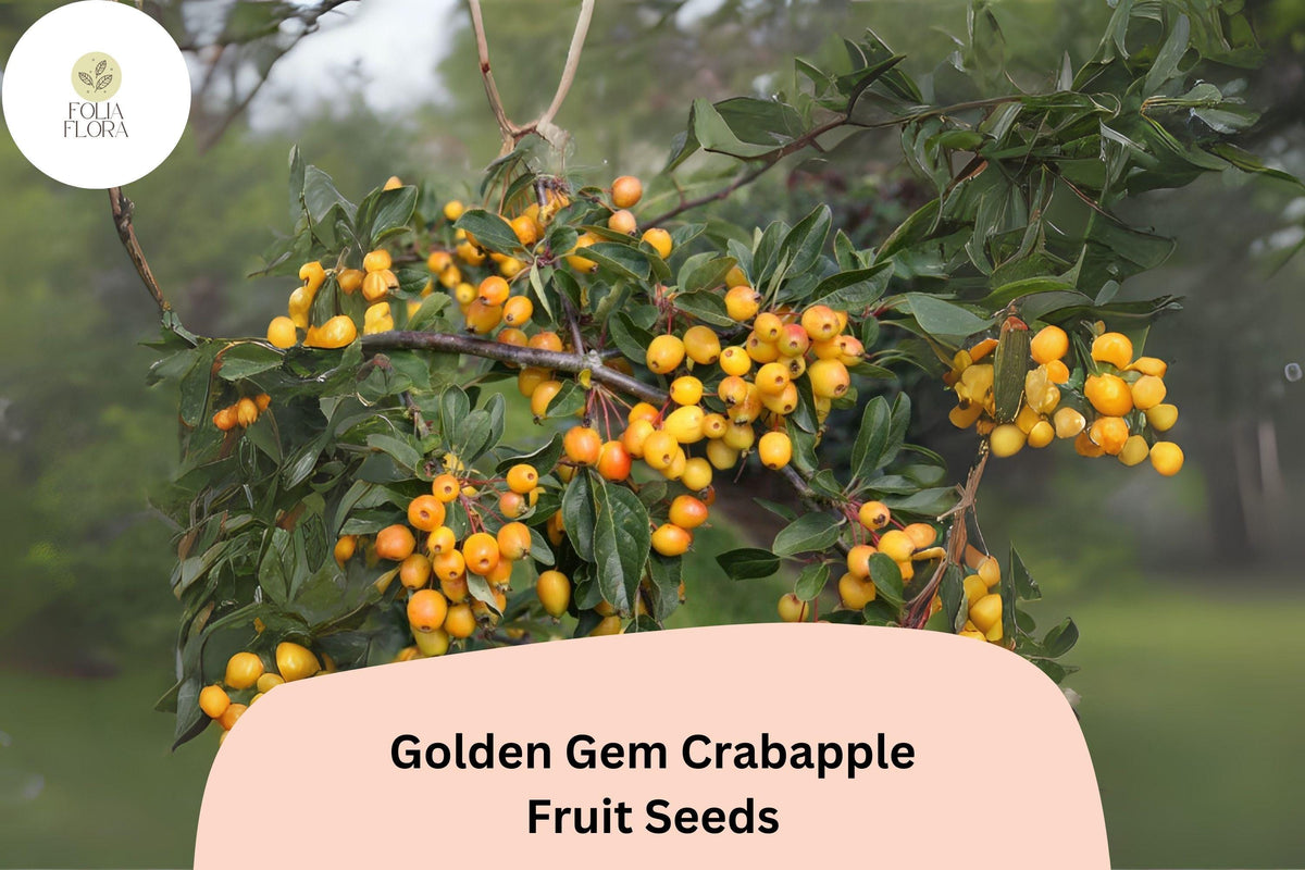 Golden Gem Crabapple Seeds, Malus ‘Golden Gem’, Ornamental Tree with Pink Blossoms and Golden Fruits