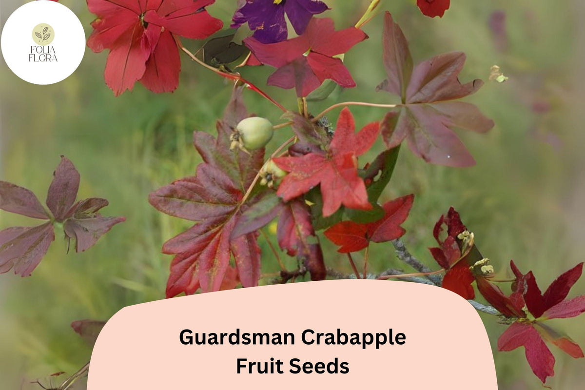 25+ Guardsman Crabapple Seeds | Malus ‘Guardsman’ Ornamental Tree with Red-Pink Spring Blossoms and Bright Fall Fruit