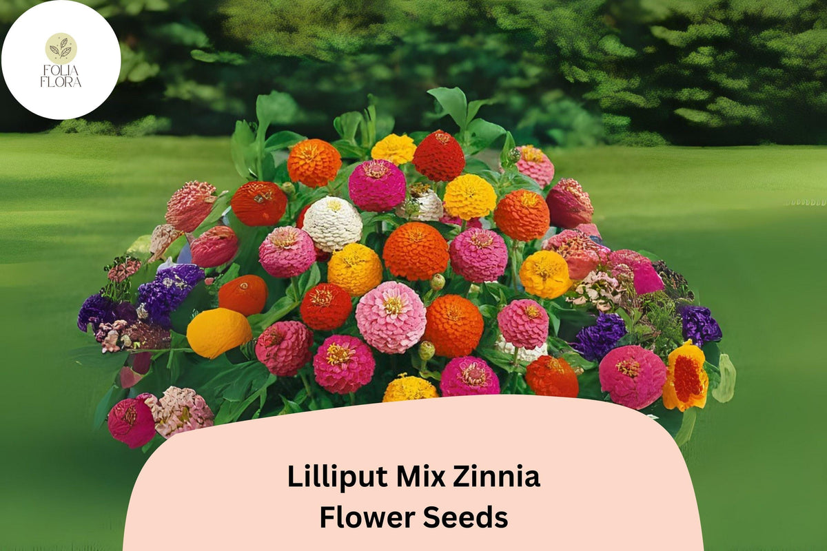 100+ Lilliput Mix Zinnia Seeds – Small Pompon Blooms for Borders, Bouquets & Gardens – Zinnia elegans, Vibrant Mixed Colors