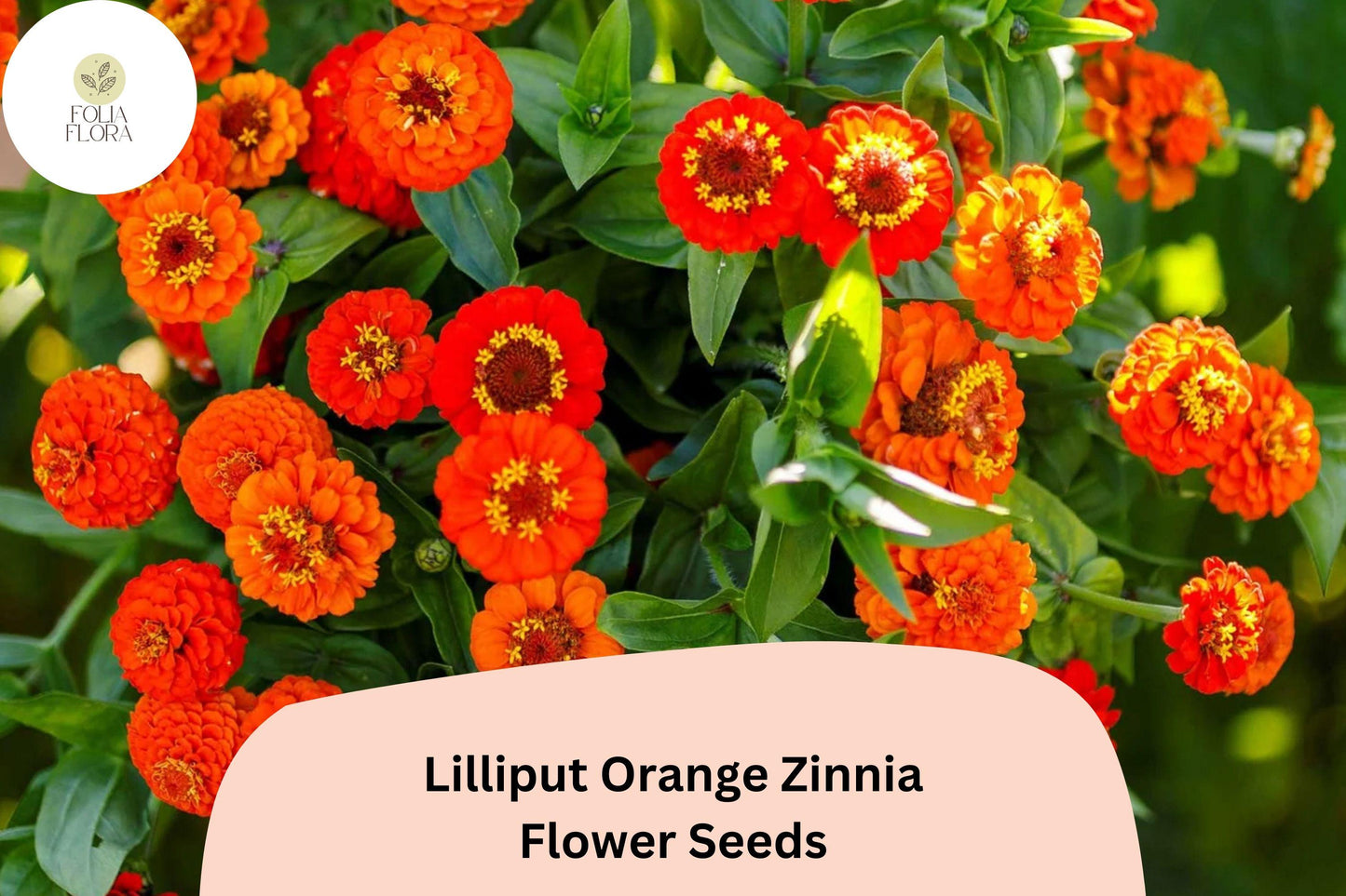 100+ Lilliput Orange Zinnia Seeds – Compact Annual Flowers for Borders, Edging & Summer Gardens – Zinnia elegans