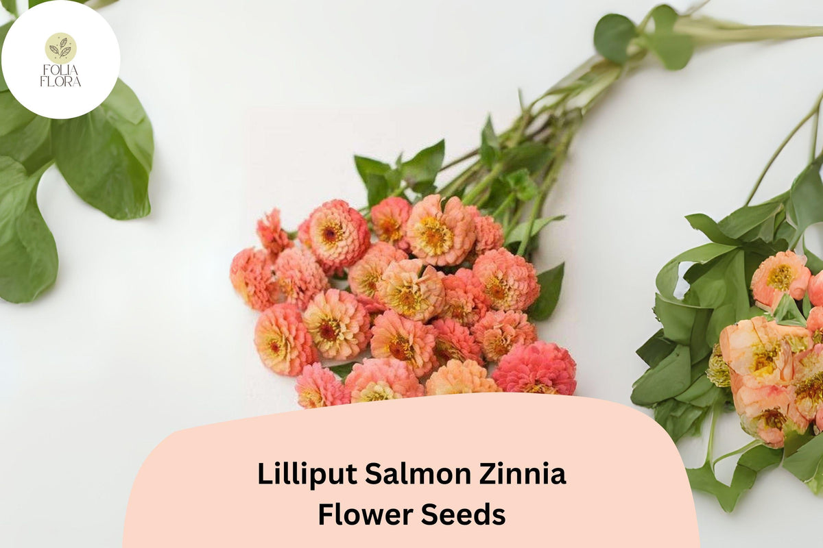 100+ Lilliput Salmon Zinnia Seeds – Compact Annual Flowers for Borders, Beds & Cut Flowers – Zinnia elegans