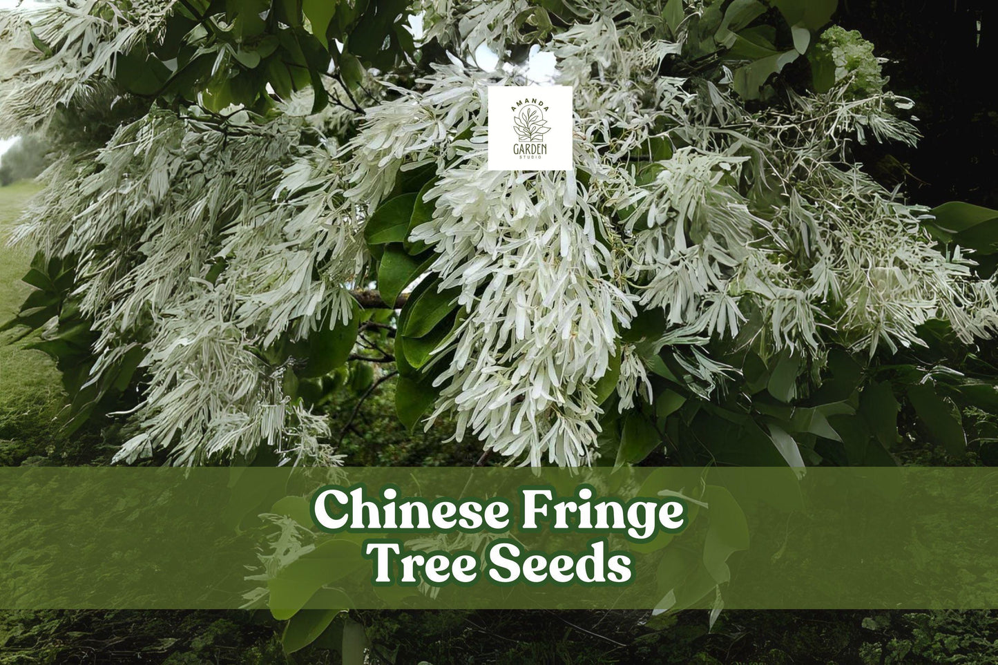 Chinese Fringe Tree Seeds, Ornamental Landscaping Tree, Showy White Flowers, Chionanthus retusus, 10 Seeds