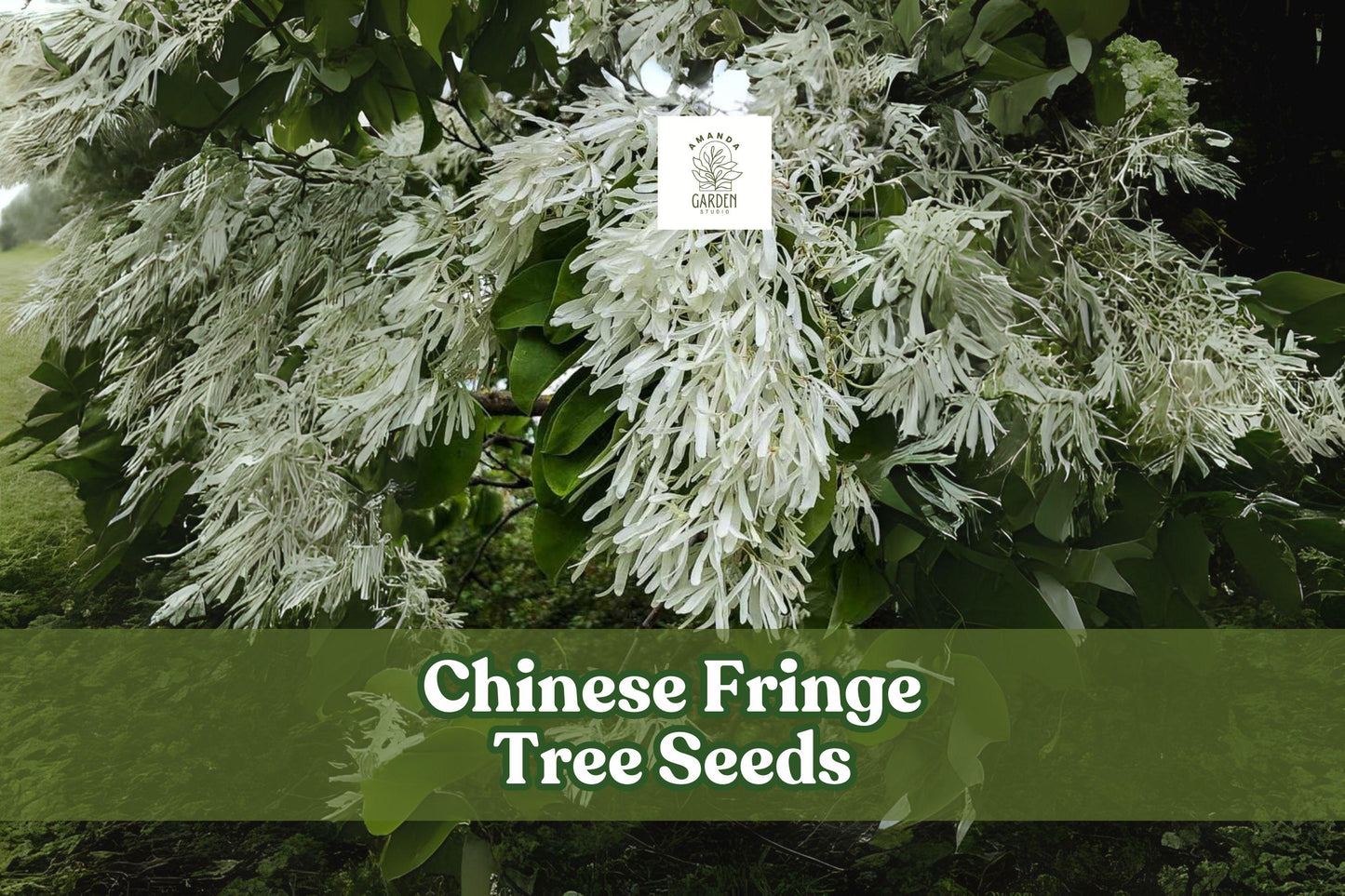 Chinese Fringe Tree Seeds - Ornamental Landscaping Tree with Showy White Flowers - Chionanthus retusus, 10 Seeds
