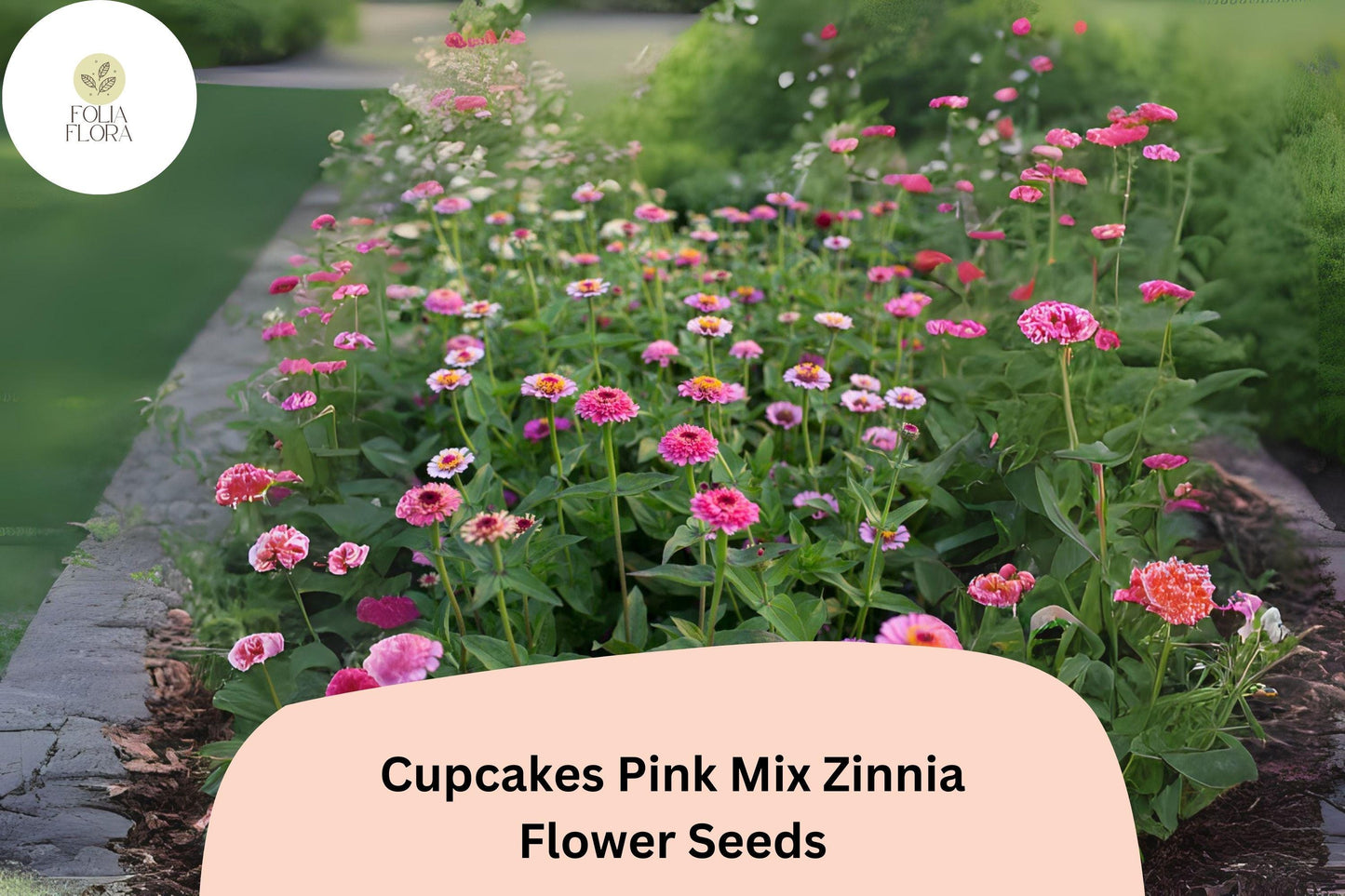 Cupcakes Pink Mix Zinnia Seeds – Ruffled Blooms for Summer Gardens, Non-GMO, Easy to Grow, Pollinator-Friendly, Zinnia elegans