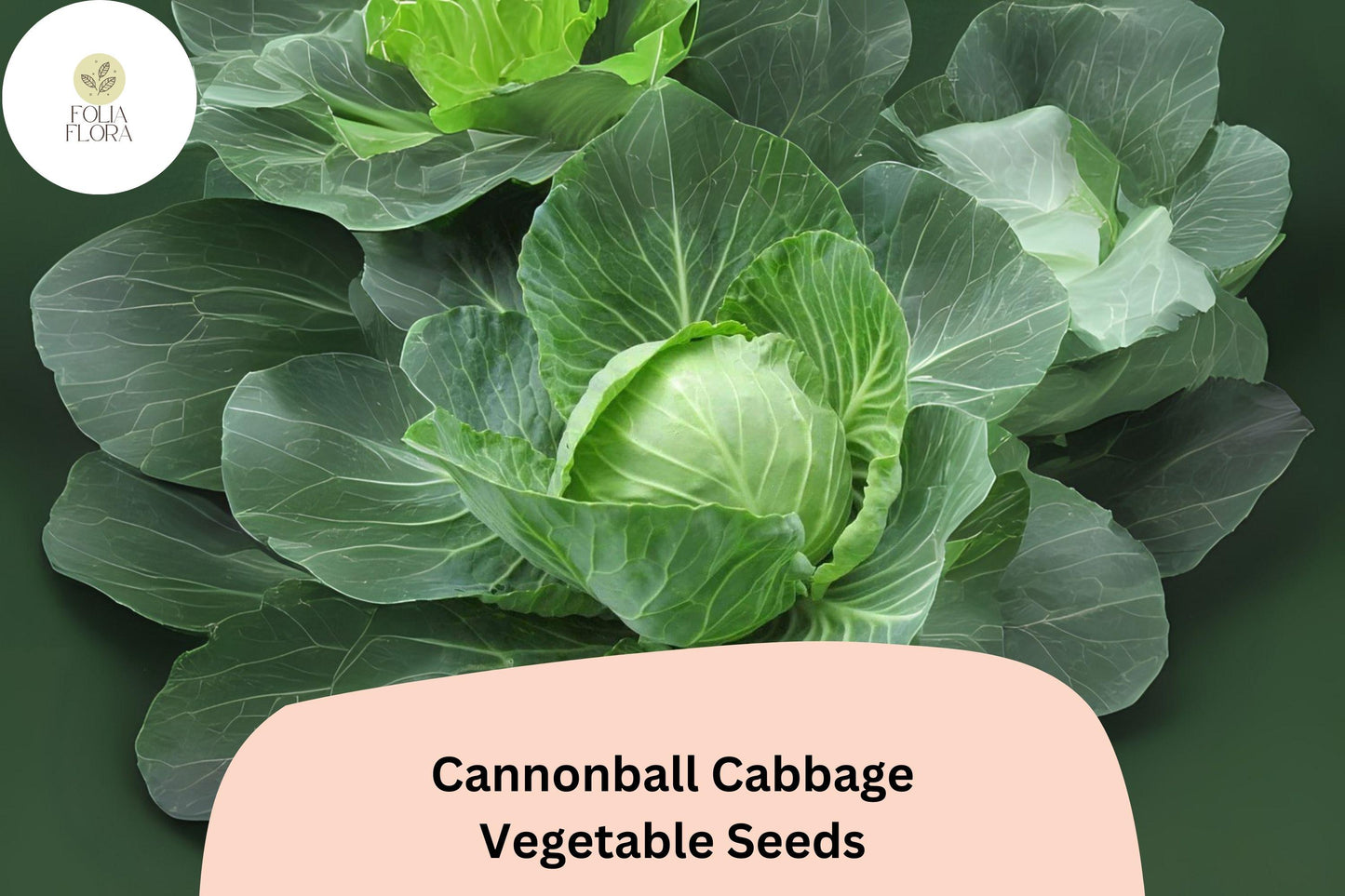 Cannonball Cabbage Seeds 500+ | Heirloom Round Head Brassica oleracea var. capitata for Fresh Salads & Storage