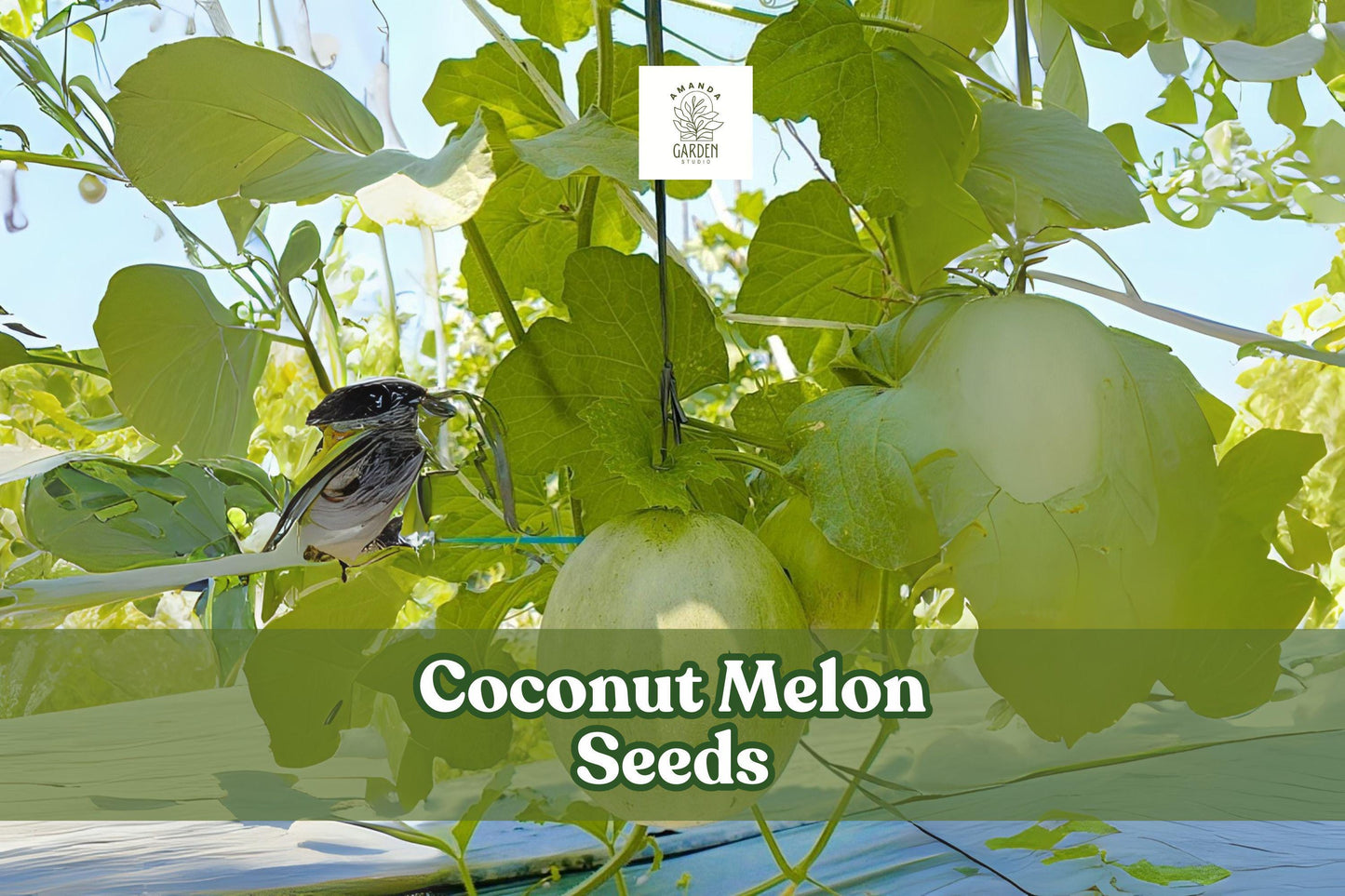 Coconut Melon Seeds – Cucumis melo Lambkin – Sweet Exotic Vining Melon for Home Gardens