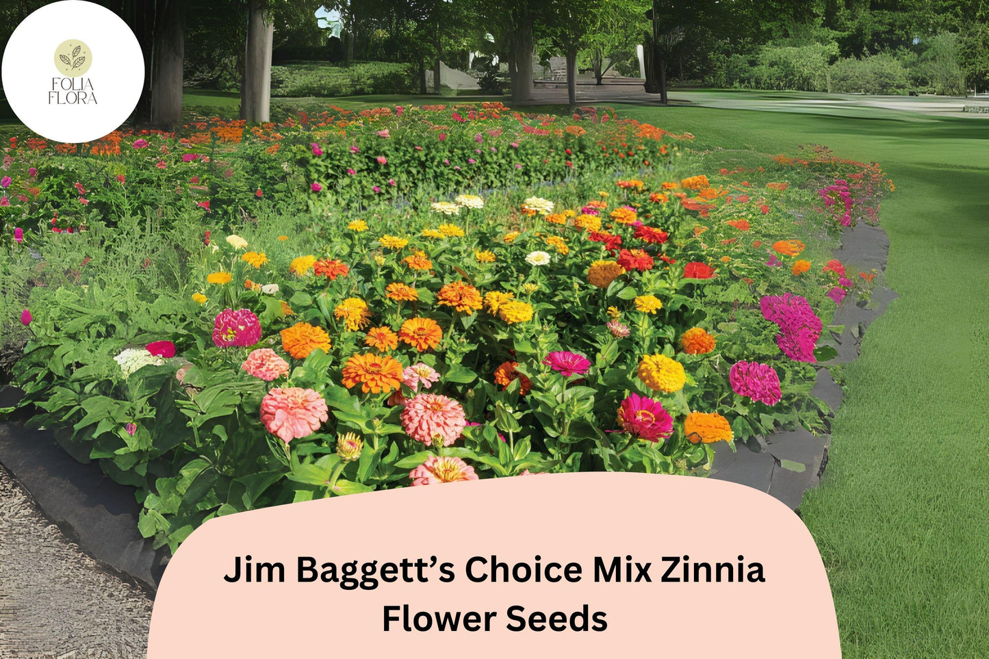 Jim Baggett’s Choice Mix Zinnia Seeds – Tall Colorful Blooms for Cutting Gardens & Borders – Zinnia elegans, Non-GMO, Summer Annual