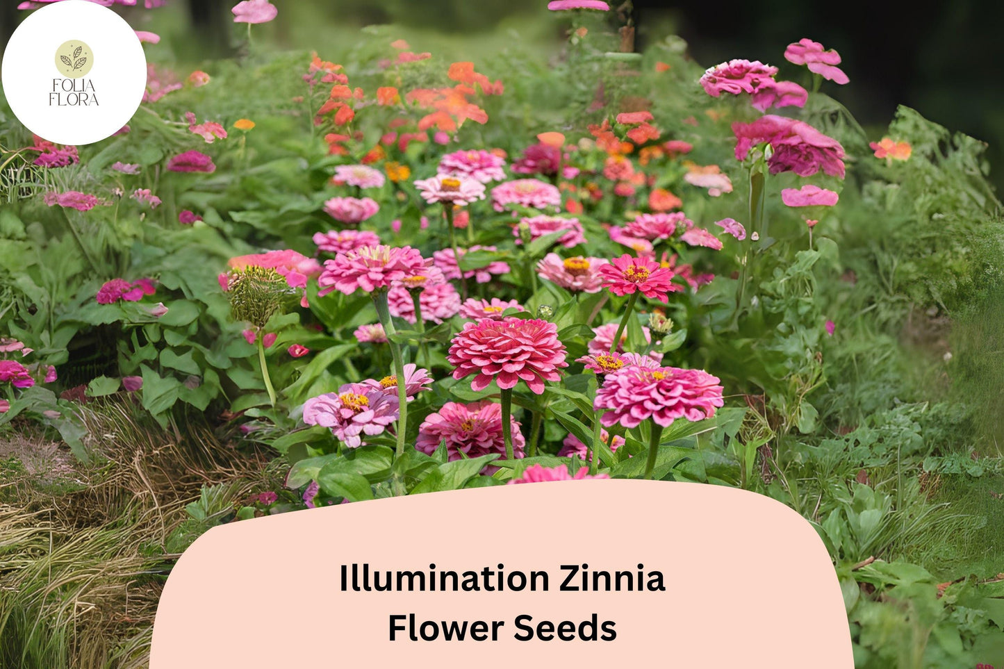 100+ Illumination Zinnia Seeds – Bright Pink Blooms for Summer Gardens & Cut Flowers – Zinnia elegans