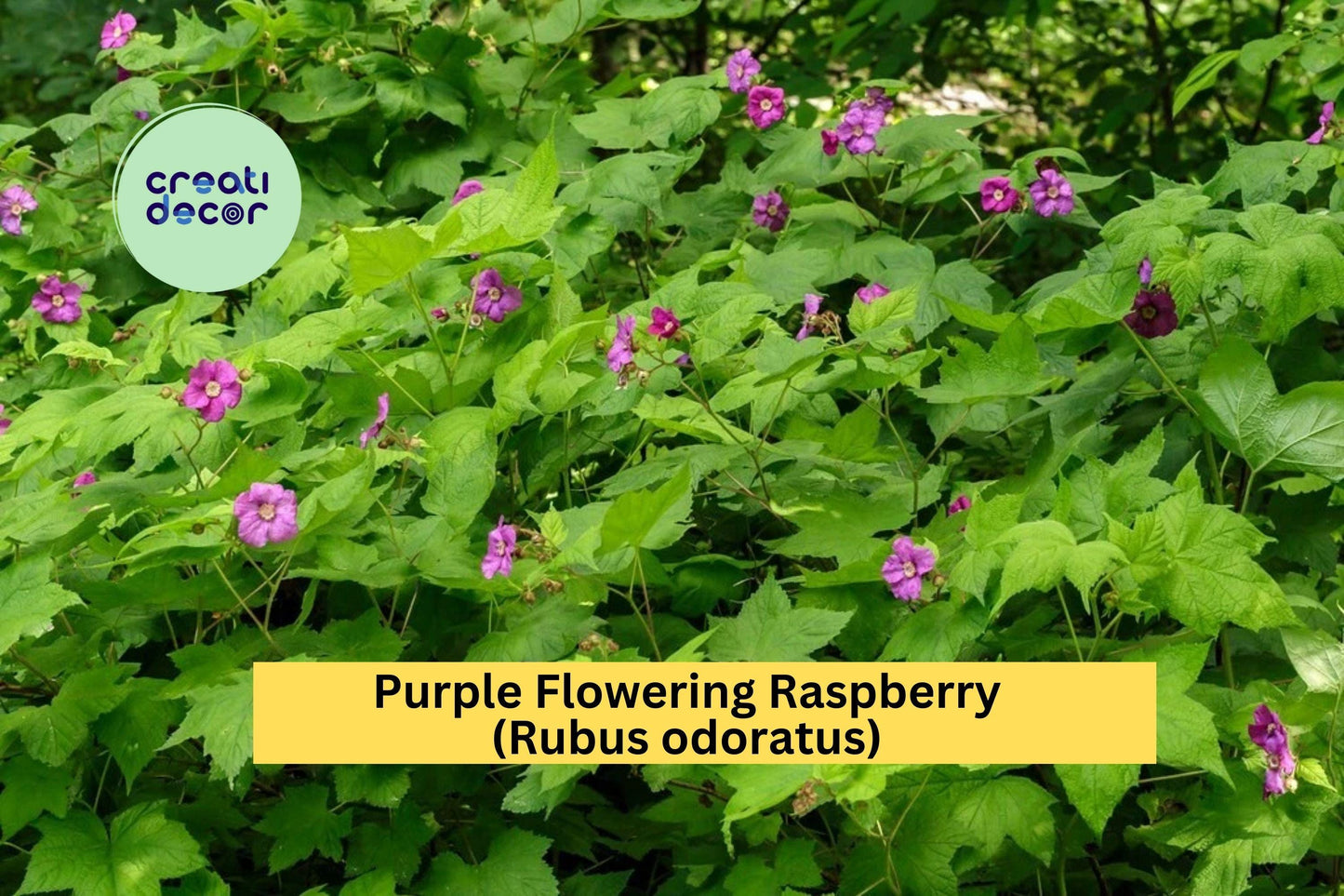 Purple Flowering Raspberry Live Starter Plant – Rubus odoratus Ornamental Shrub with Large Purple Blooms