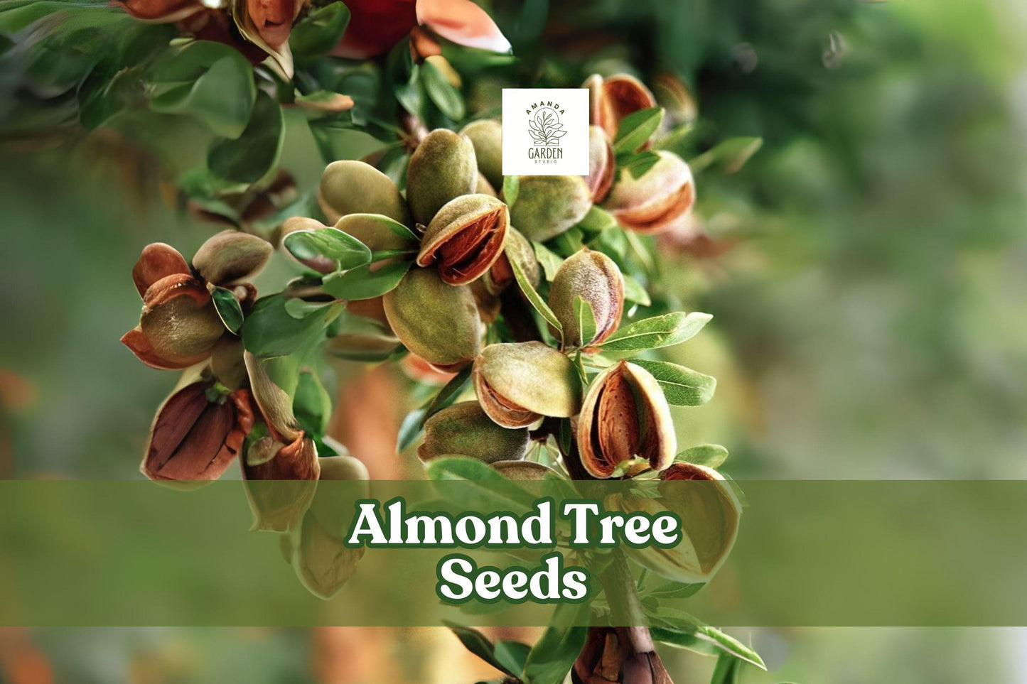 Almond Tree Seeds, Prunus dulcis, Flowering & Fruiting, Pink-White Blossoms, Bonsai & Orchard Planting, 20 Seeds