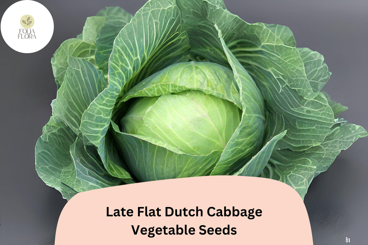 Late Flat Dutch Cabbage Seeds | Heirloom Brassica oleracea var. capitata for Large Flat Round Heads, Storage, Cooking & Preserving