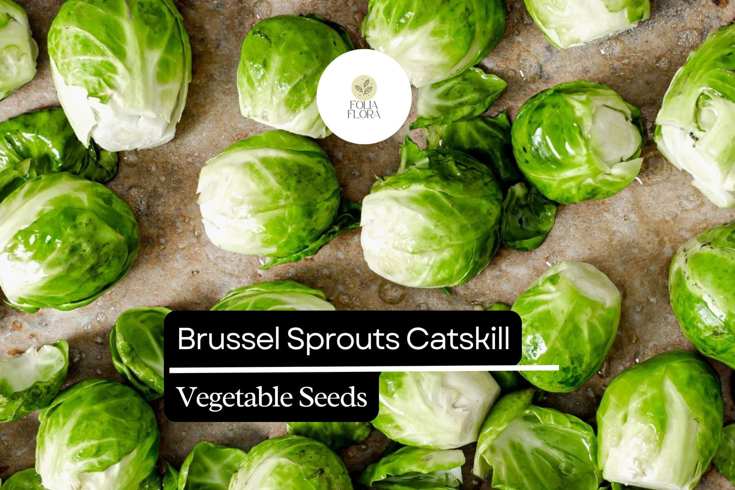 Catskill Brussels Sprouts Seeds – Bulk Pack of 500+ | Heirloom Brassica oleracea var. gemmifera for Fall Harvest