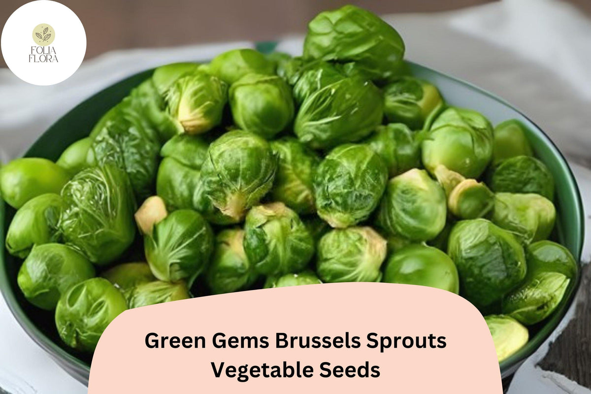 Green Gems Brussels Sprouts Seeds | Hybrid Brassica oleracea var. gemmifera | 500+ Bulk Vegetable Seeds for Home Garden & Farming