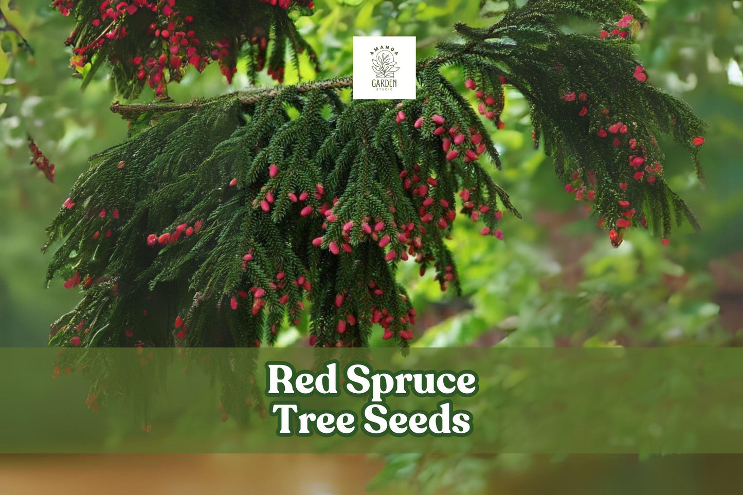 30 Red Spruce Tree Seeds – Picea rubens Evergreen Conifer for Landscaping & Reforestation