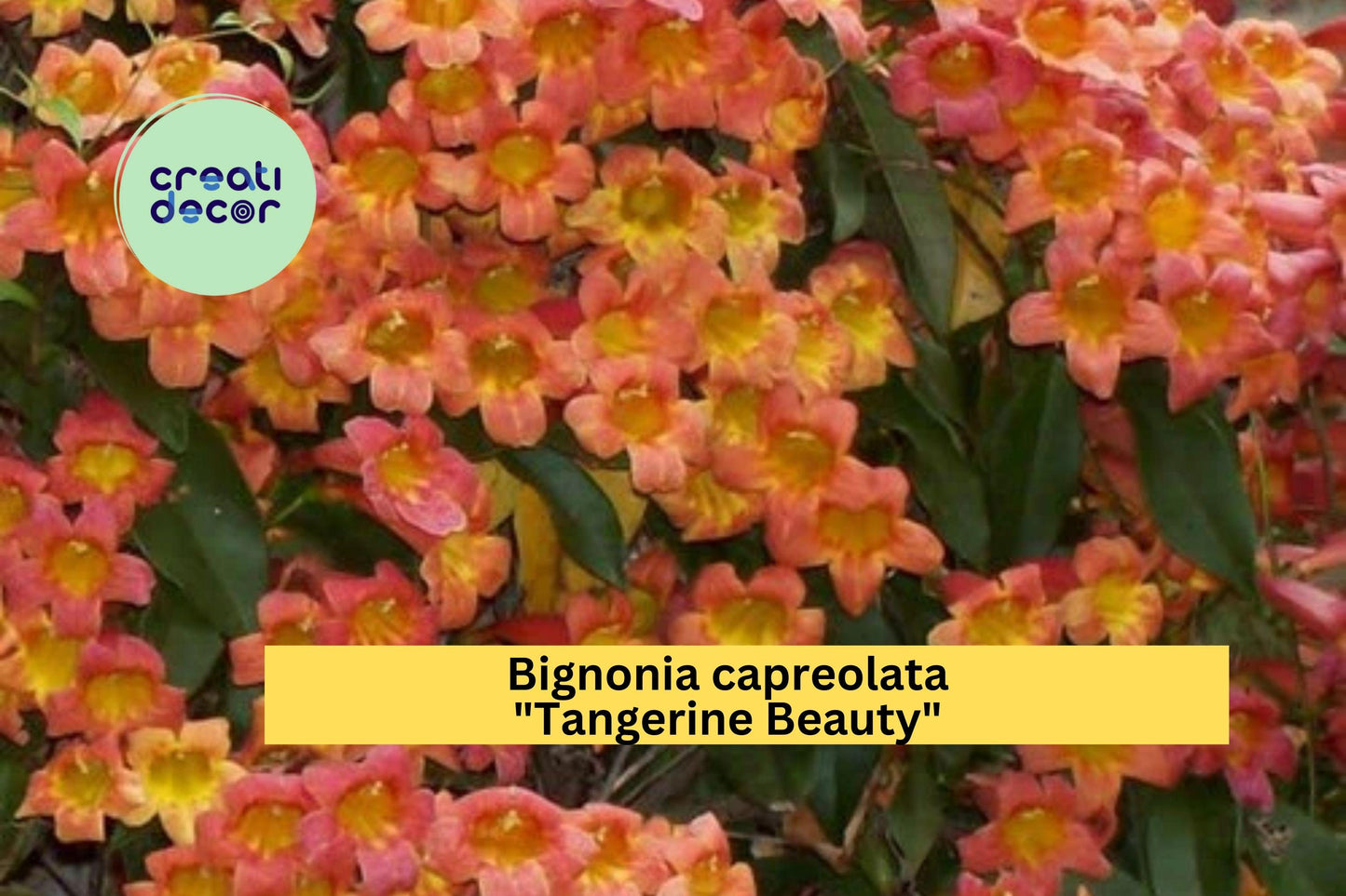 Tangerine Beauty Crossvine Rooted Starter Plant – Bignonia capreolata Hardy Perennial Vine with Orange Flowers for Fences & Trellises