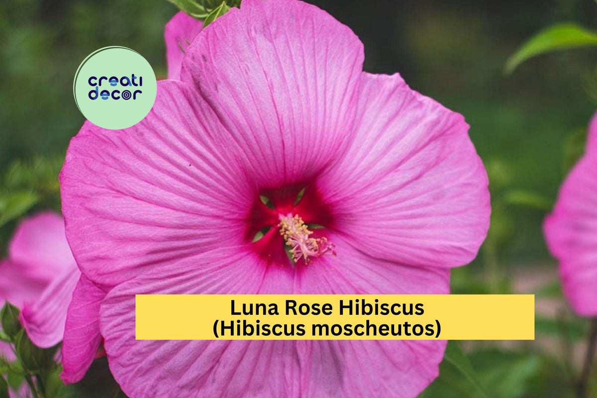 Luna Rose Hibiscus Live Rooted Starter Plant – Hardy Perennial with 8–10" Rose-Pink Flowers – Hibiscus moscheutos for Summer Gardens