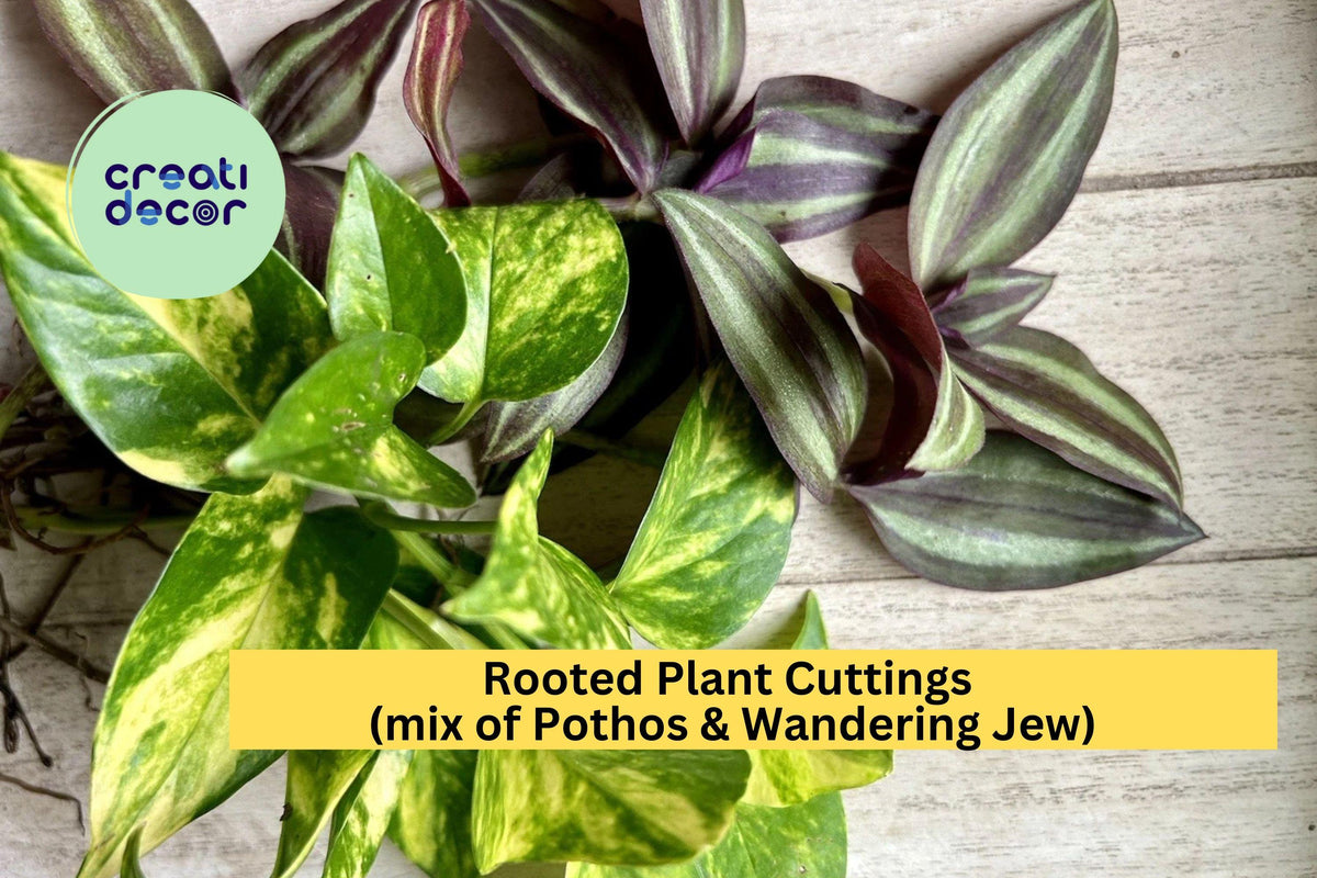 20 Rooted Houseplant Cuttings – Pothos & Wandering Jew Vines for Indoor Pots, Hanging Baskets, Terrariums
