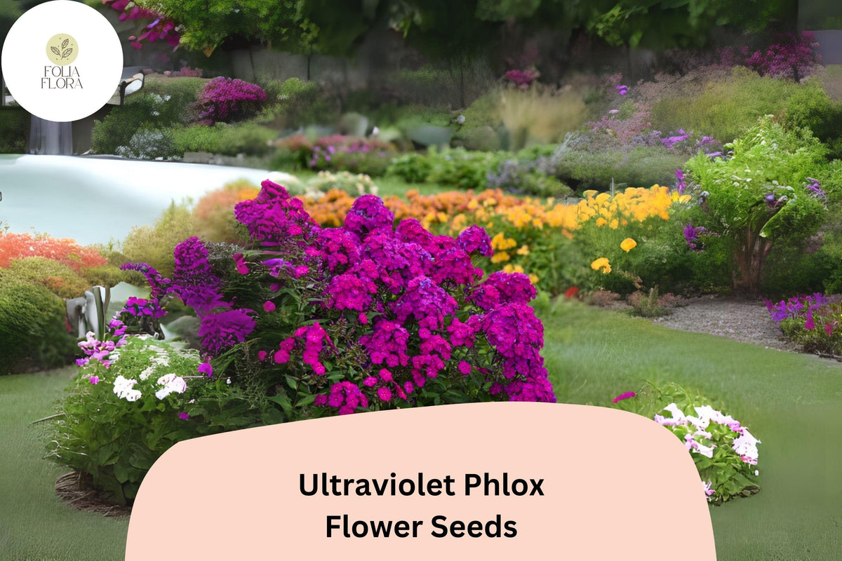 Ultraviolet Phlox Seeds – 100+ Non-GMO Purple Blooms for Summer Gardens & Pollinator Beds – Phlox drummondii