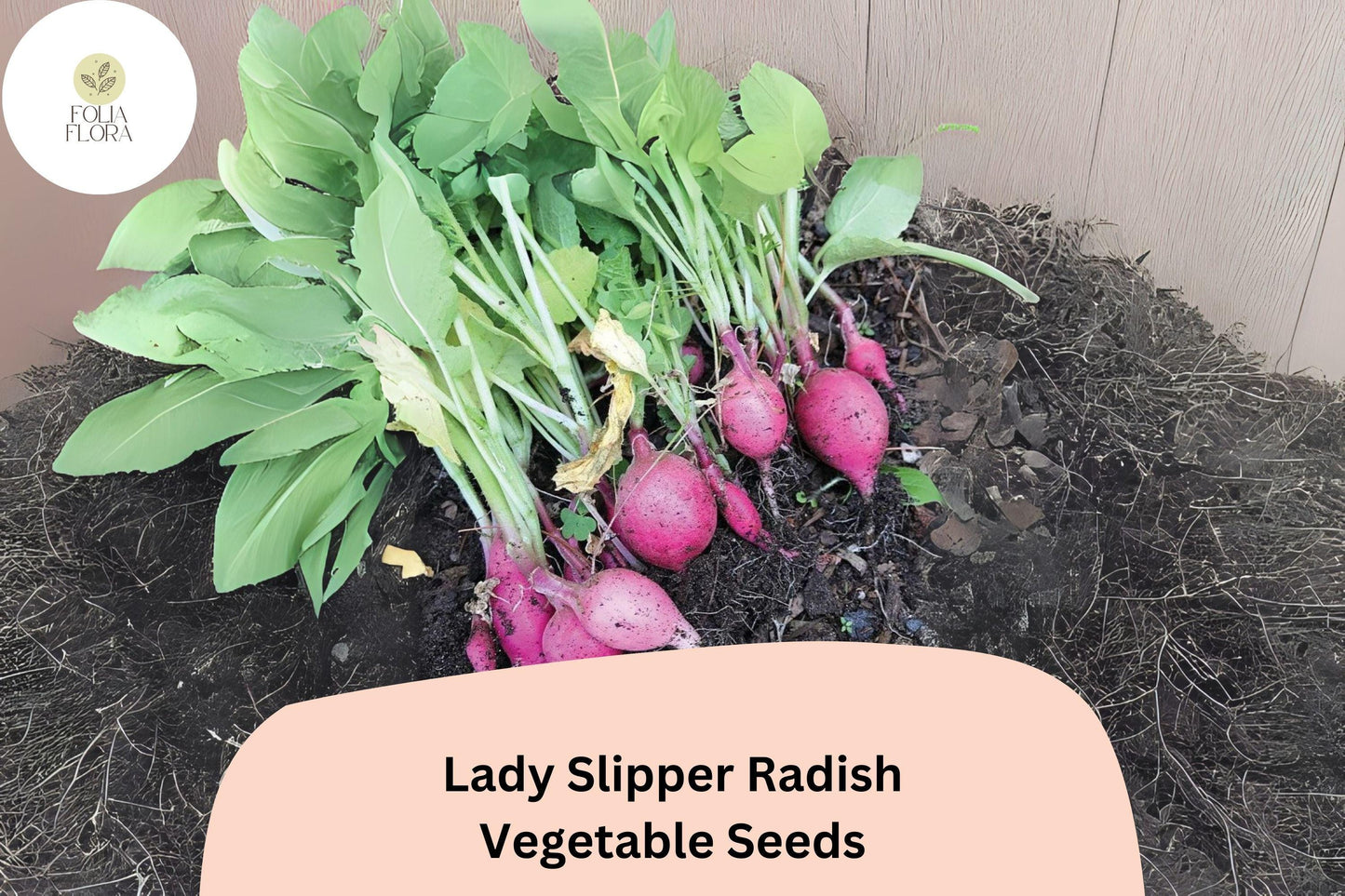 Lady Slipper Radish Seeds – Heirloom Pink Radish for Planting, Non-GMO, Crisp White Flesh, Cool-Season Vegetable Seeds