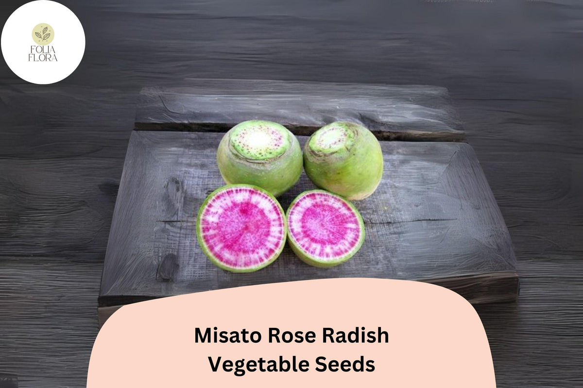 Misato Rose Radish Seeds – Heirloom Edible Roots, Fast-Growing Pink-Red Raphanus sativus, Salad & Pickling Radish, 500+ Seeds