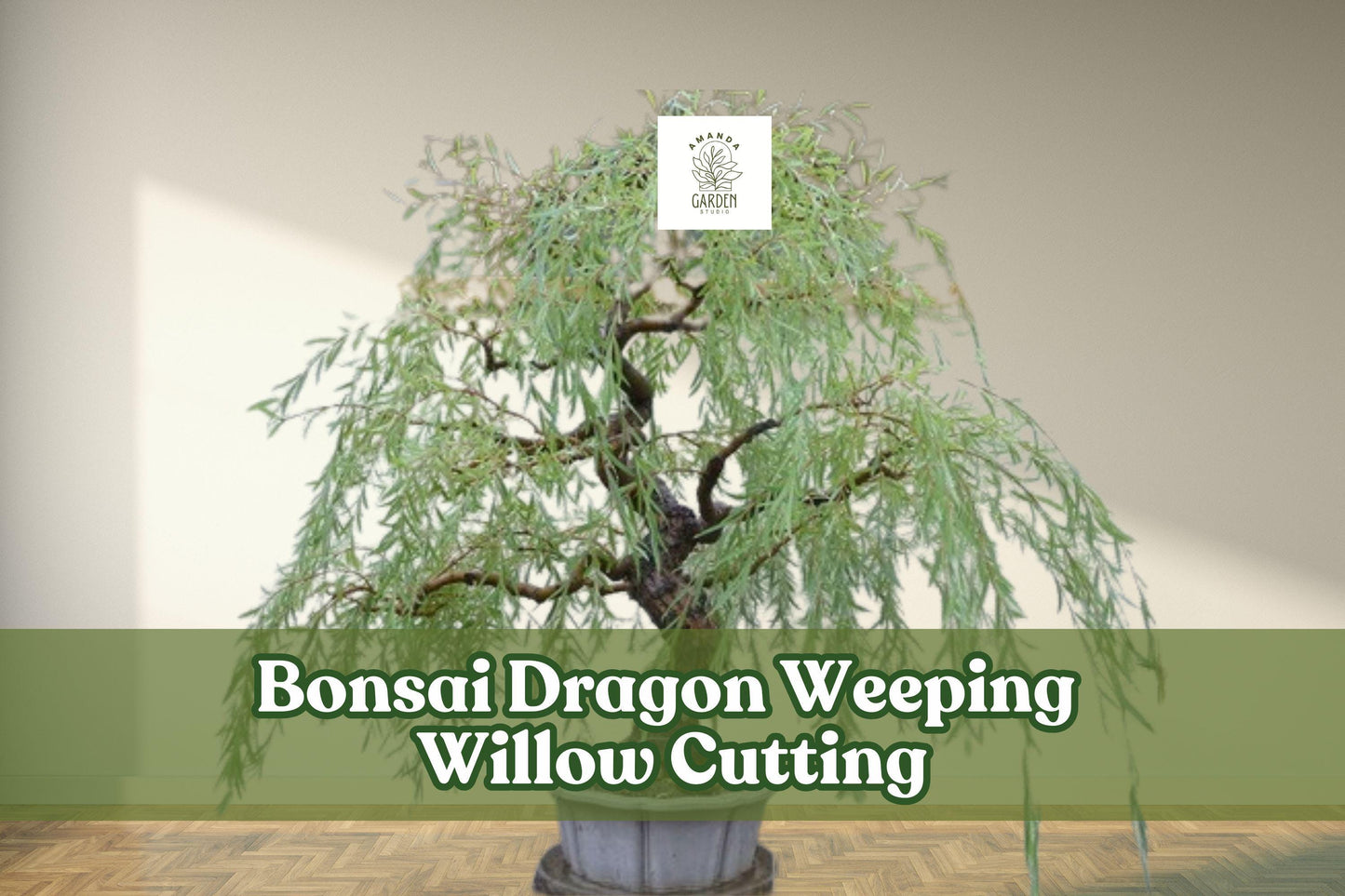 Dragon Weeping Willow Bonsai Cutting – Thick Trunk Starter Tree for Bonsai, Salix babylonica, Fast Growing, Cascading Branches