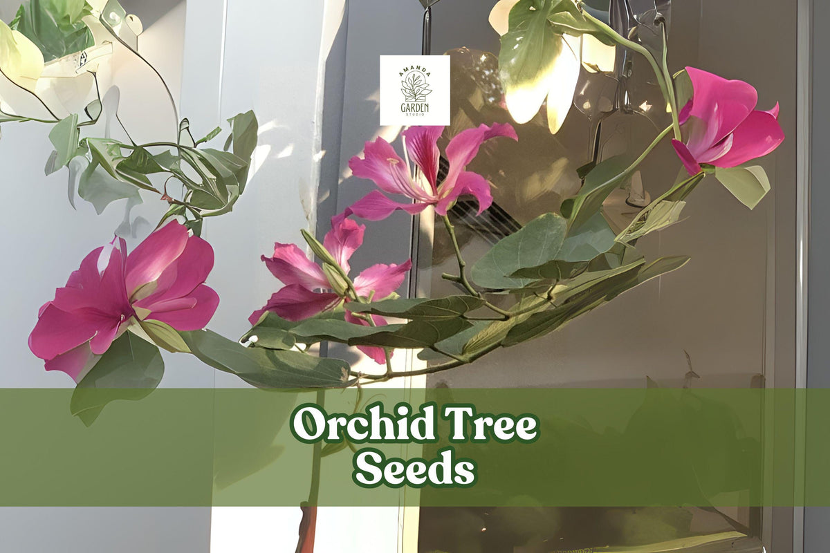 10 Orchid Tree Seeds Bauhinia purpurea Purple Butterfly Tree Exotic Flowering Bonsai Seeds