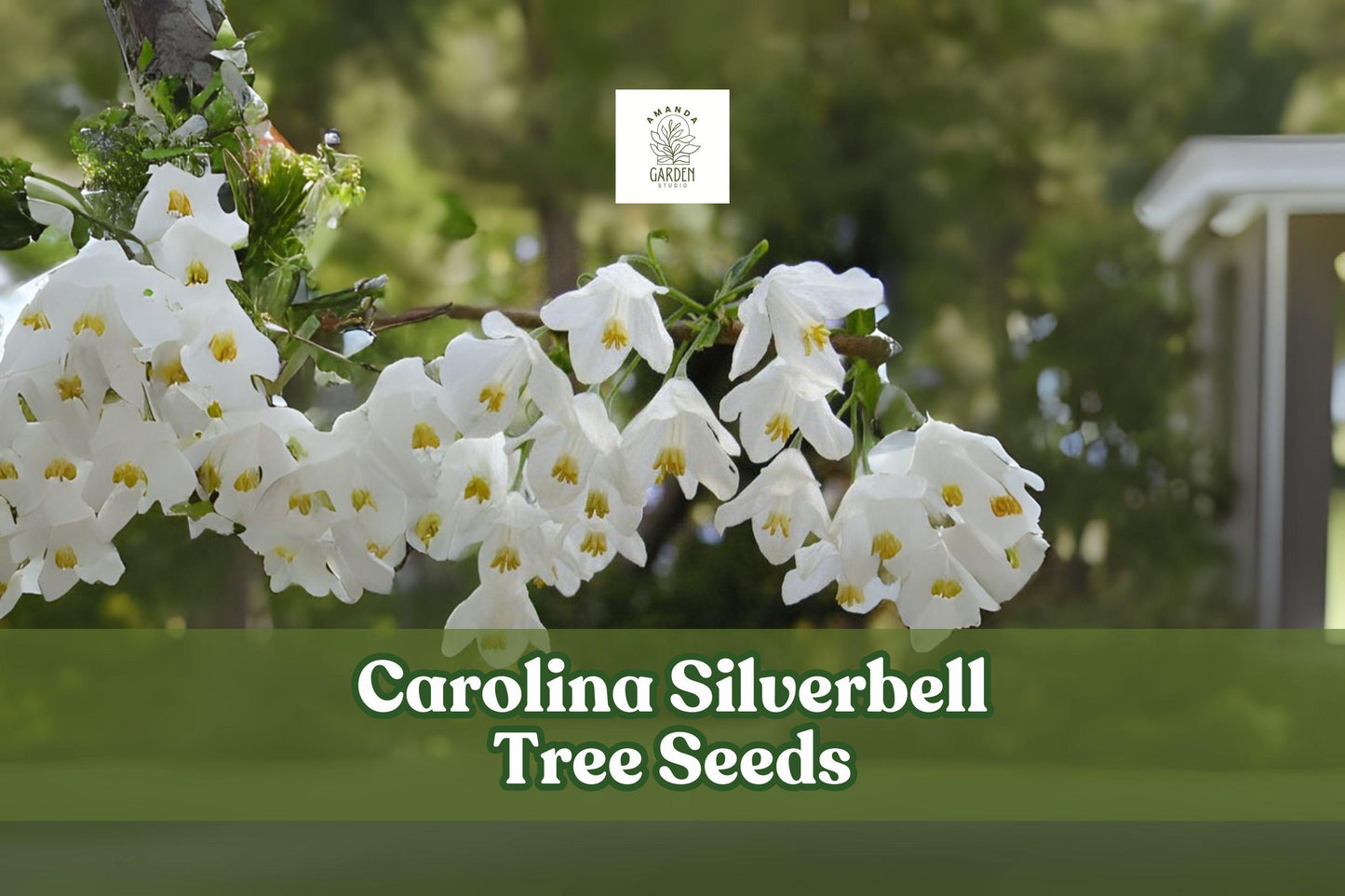 Carolina Silverbell Tree Seeds – Halesia carolina – White Bell-Shaped Flowers – Ornamental Deciduous Tree for Gardens & Landscaping