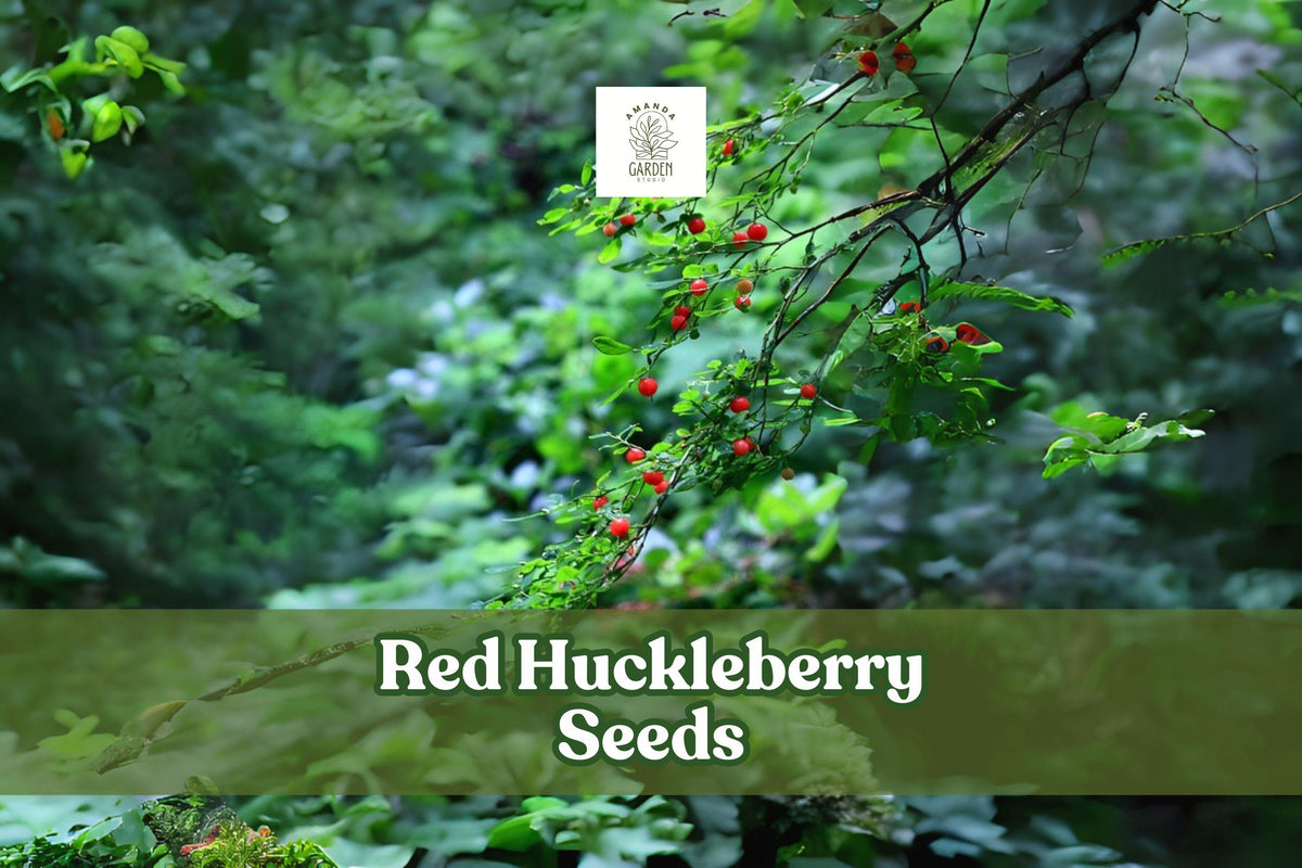 30 Red Huckleberry Seeds Vaccinium parvifolium Edible Shrub for Landscaping & Wildlife Gardens