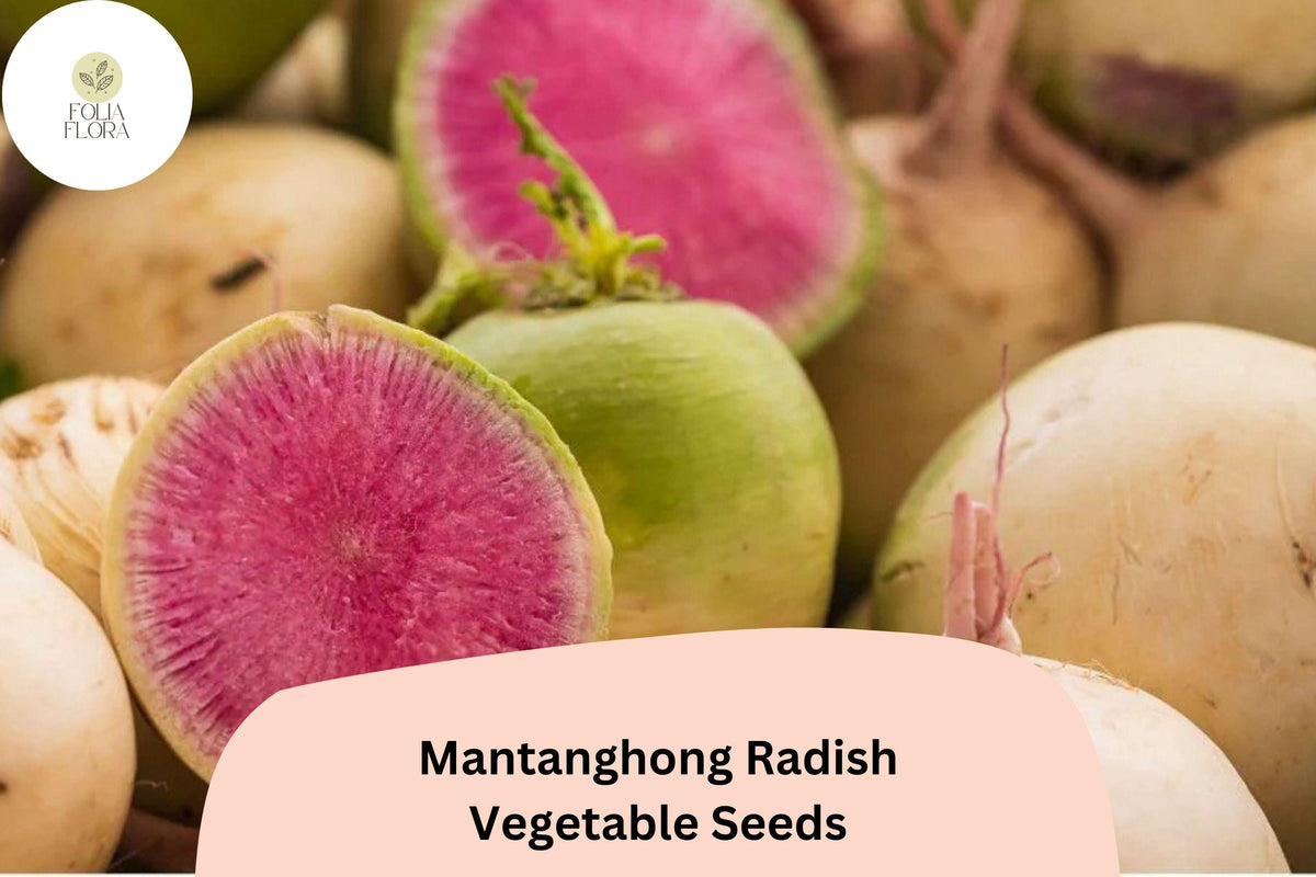 Mantanghong Radish Seeds – Heirloom Asian Red Radish for Garden Planting, Non-GMO, Crisp White Interior, Fast-Growing, 500+ Seeds