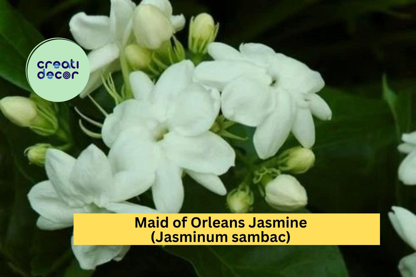 Maid of Orleans Jasmine Live Rooted Plant – Fragrant White Blooming Jasminum sambac Shrub/Vine for Garden or Patio