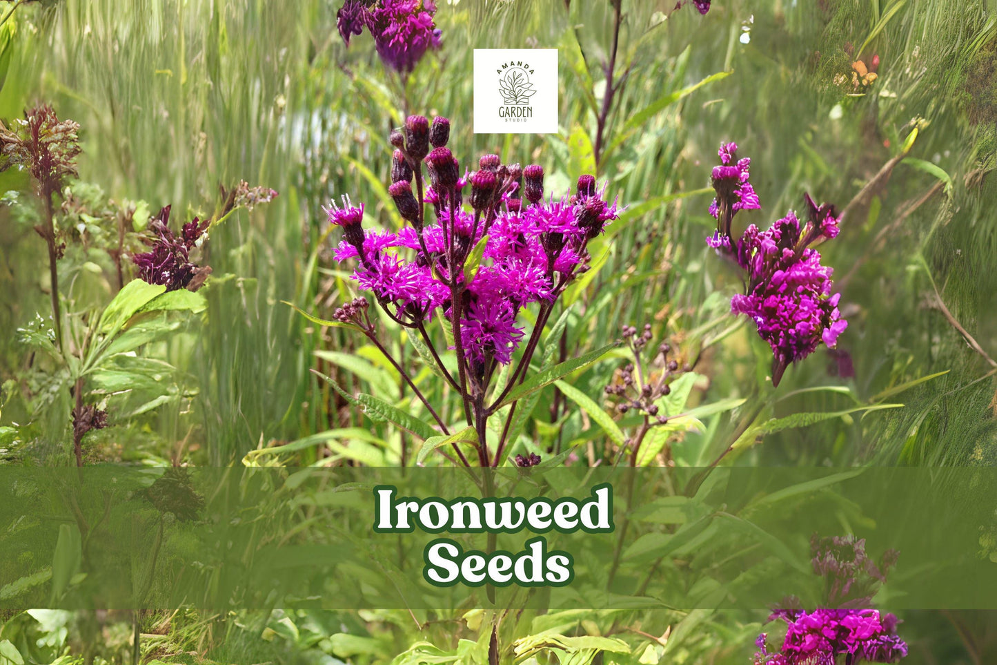 100 Ironweed Seeds Vernonia gigantea Tall Native Wildflower Pollinator-Friendly Perennial Plant