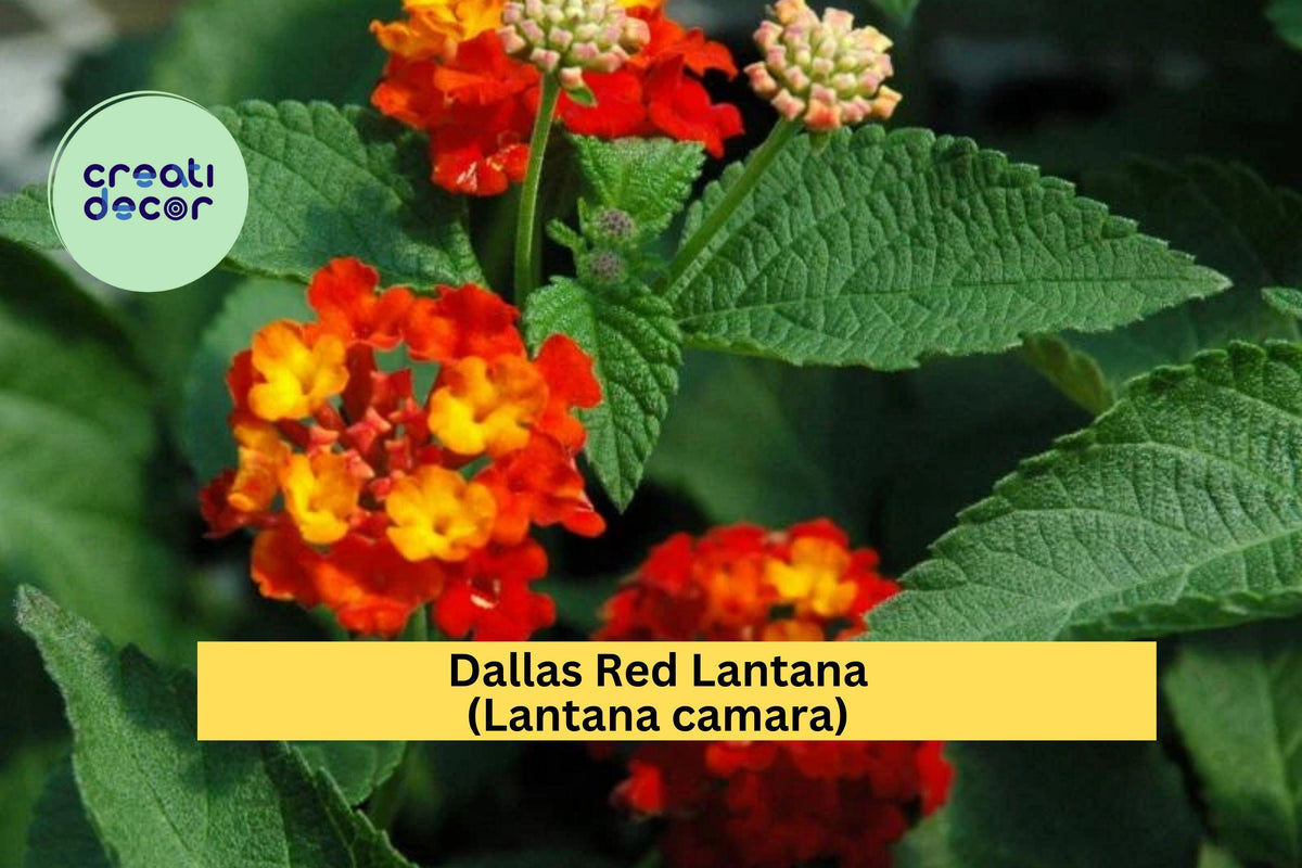 Dallas Red Lantana Live Plant – 1 Gallon Ornamental Shrub with Red-Orange Flowers, Butterfly & Hummingbird Attractant, Drought-Tolerant