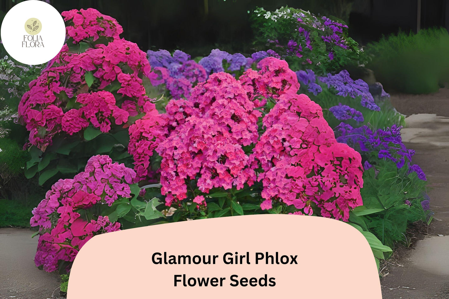 Glamour Girl Phlox Seeds – Coral-Pink Perennial Flower – Phlox paniculata – Butterfly Attracting, Non-GMO, 100+ Seeds