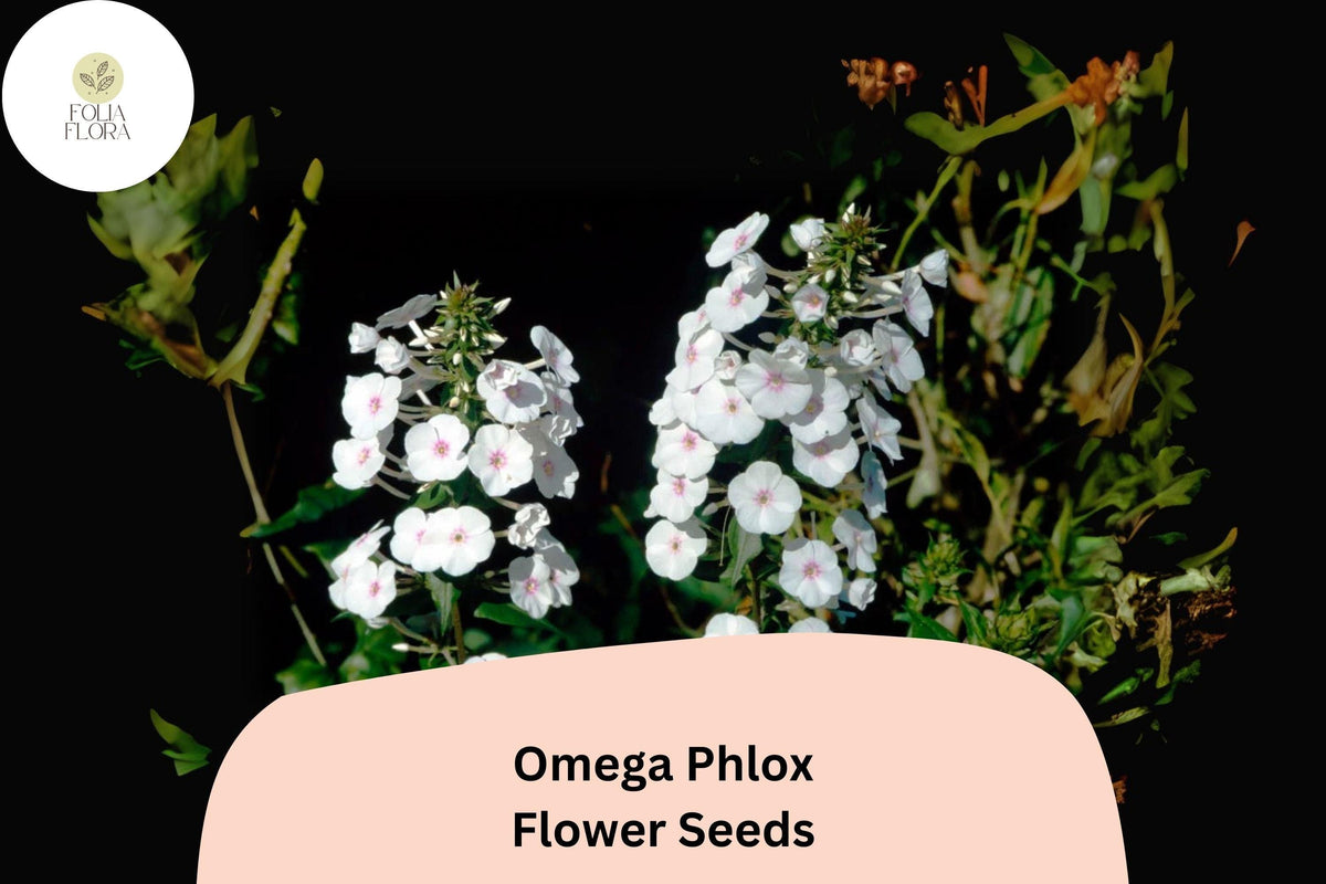 Omega Phlox Seeds – Tall Perennial Flower, Pollinator Garden, Phlox paniculata, Mixed Shades, Attracts Butterflies & Hummingbirds