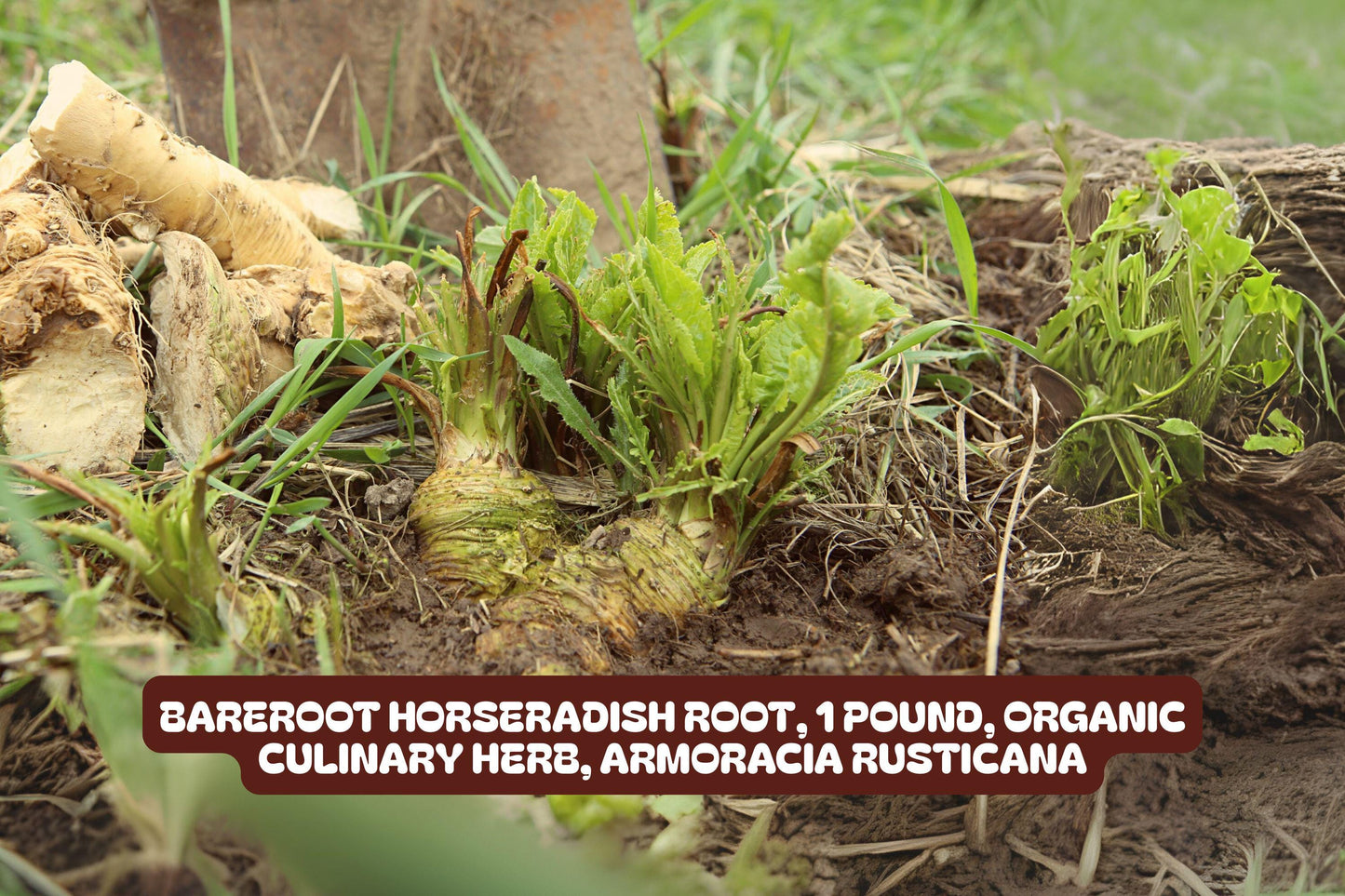 Organic Horseradish Root Bareroot 1 Pound Armoracia rusticana Culinary Herb