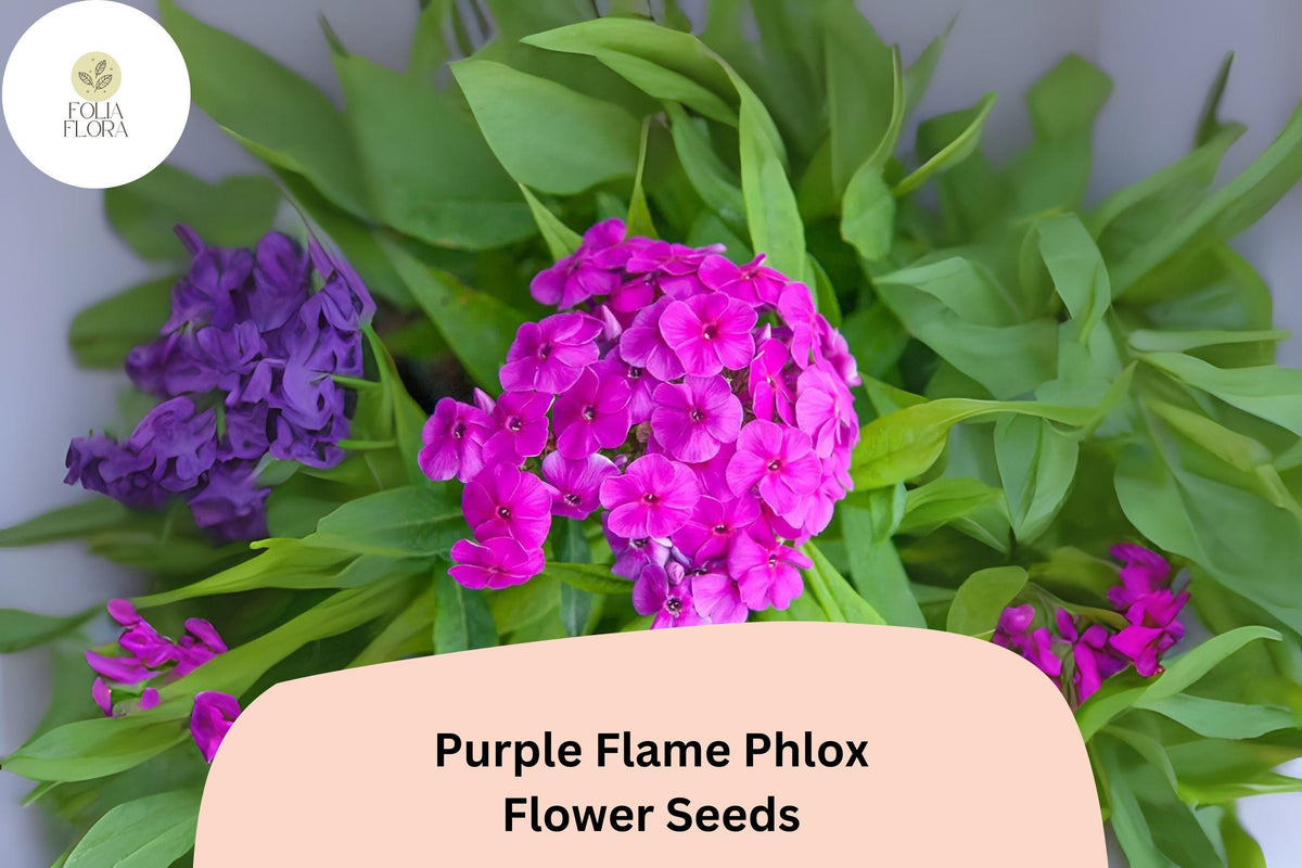 100+ Purple Flame Phlox Seeds – Compact Perennial Flowers, Phlox paniculata, Rich Purple Blooms for Borders & Containers