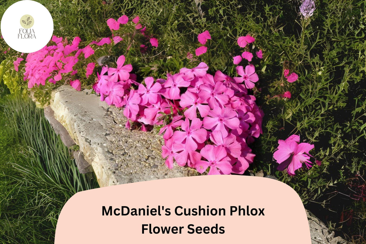 100+ McDaniel’s Cushion Phlox Seeds – Creeping Groundcover Flowers, Pink Phlox subulata for Borders, Rock Gardens & Slopes