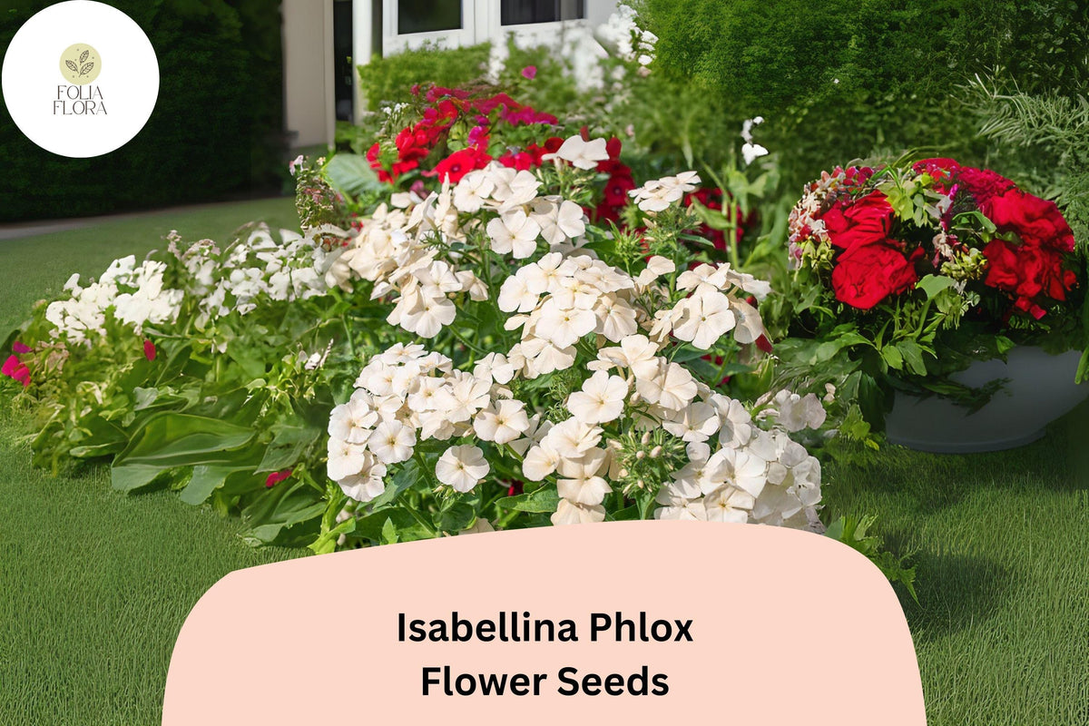 100+ Isabellina Phlox Seeds – Creamy Yellow Annual Flowers for Garden, Borders, Containers – Phlox drummondii