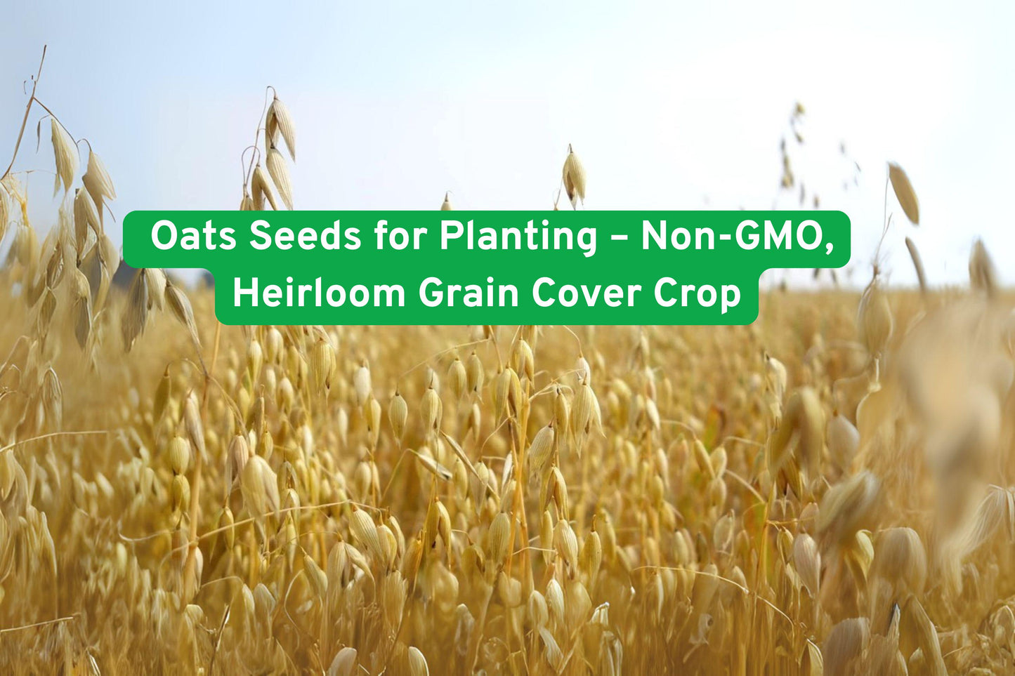 Heirloom Oats Seeds Non-GMO Grain Cover Crop Fodder Avena sativa for Gardening, Farming, and Homesteading