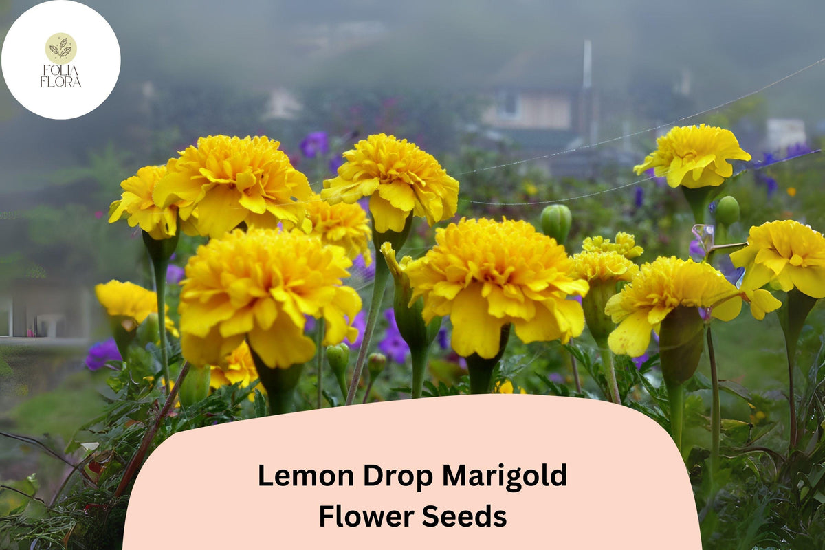 Lemon Drop Marigold Seeds | Compact Yellow Blooms | Tagetes patula | Easy-to-Grow Annual for Borders & Containers