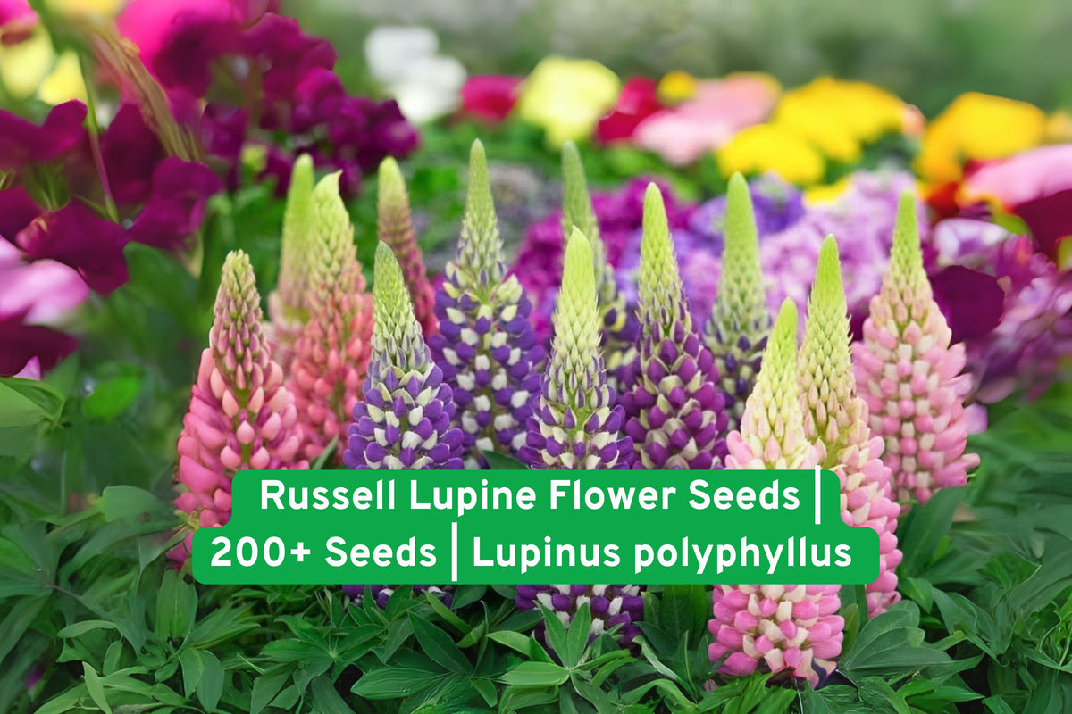 Russell Lupine Flower Seeds – 200+ Colorful Perennial Wildflower Seeds for Pollinator Gardens & Borders – Lupinus polyphyllus