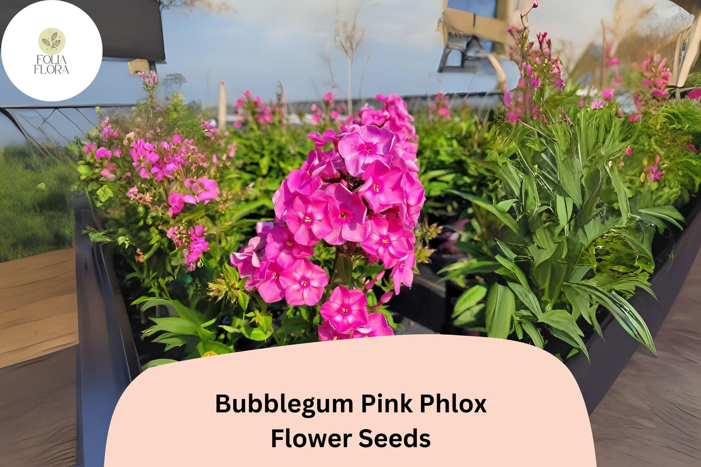 100+ Bubblegum Pink Phlox Seeds – Perennial Garden Flowers, Phlox paniculata, Bright Pink, Butterfly & Hummingbird Attracting