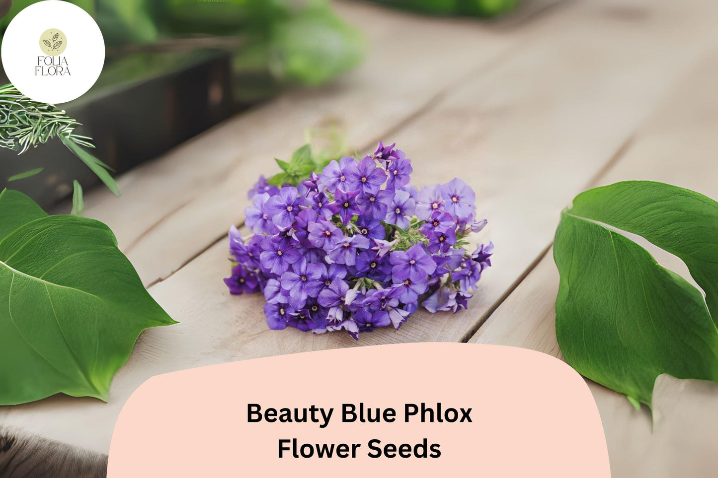 100+ Beauty Blue Phlox Seeds – Perennial Garden Flowers, Phlox paniculata, Blue Blooms, Butterfly & Hummingbird Attractant