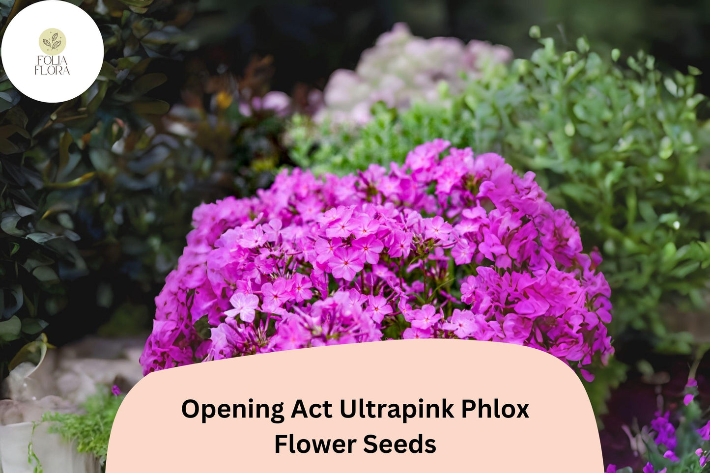 100+ Opening Act Ultrapink Phlox Seeds – Vibrant Perennial Garden Flowers, Phlox Hybrid, Hot Pink, Butterfly & Hummingbird Attracting