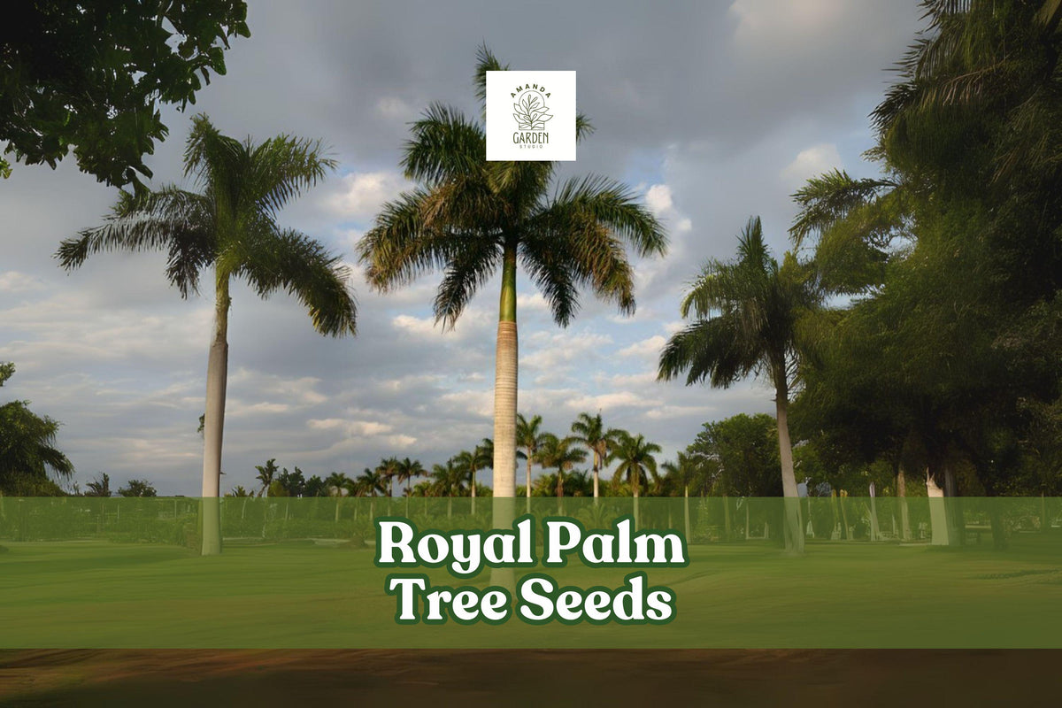 Royal Palm Tree Seeds – Roystonea regia – Tropical Landscaping, Ornamental, Evergreen, Non-GMO
