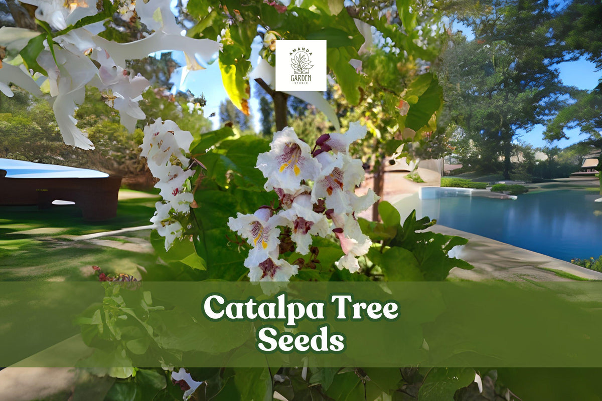 Catalpa Tree Seeds – 50 Non-GMO Pack – Ornamental Shade Tree with White Flowers – Fast Growing Deciduous Plant (Catalpa speciosa/bignonioides)