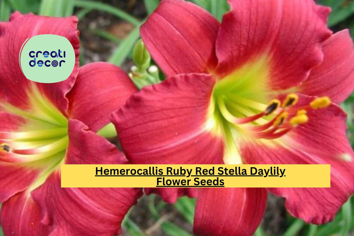 Hemerocallis Ruby Red Stella Daylily – Live Bare Root Fan Plant, Bright Red Flowers, Perennial Garden Flower, Drought-Tolerant, Zone 3-9