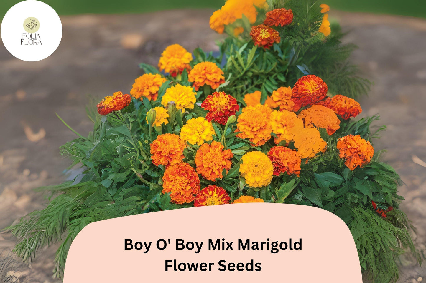Dwarf French Marigold Seeds | Boy O' Boy Mix | Bright Orange, Yellow & Red Blooms | Tagetes patula