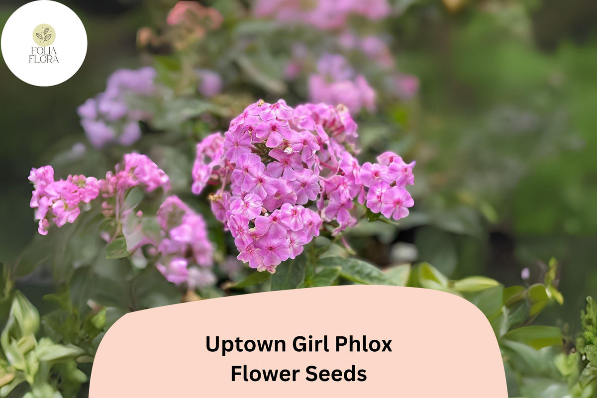 100+ Uptown Girl Phlox Seeds – Perennial Pink Flowers with Dark Eyes, Phlox paniculata, Butterfly and Hummingbird Attracting